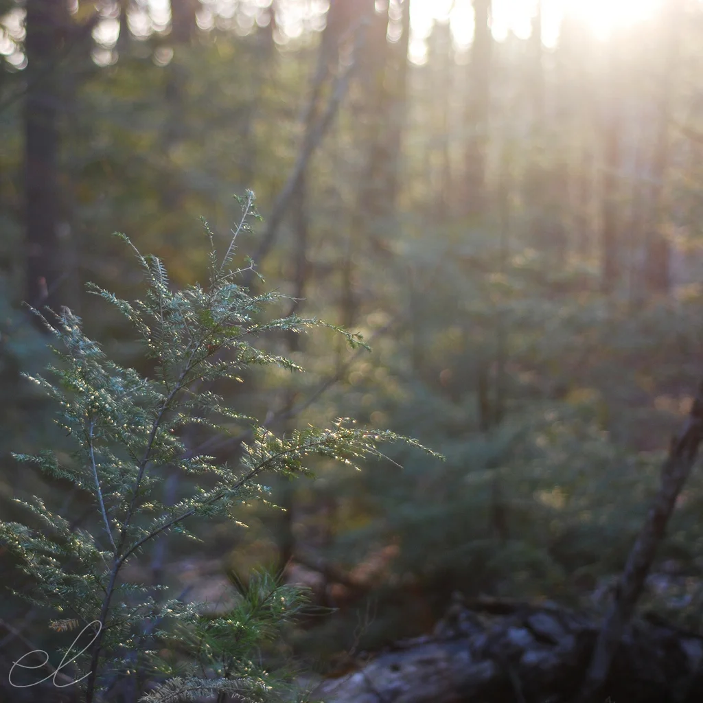 forest04.jpg