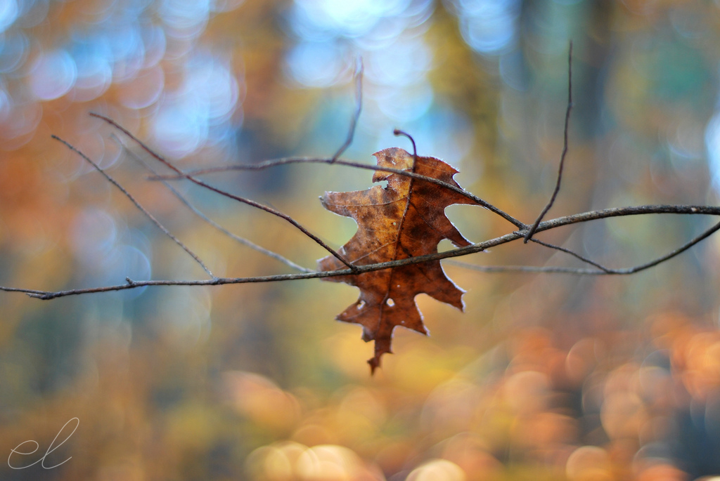 forest08.jpg