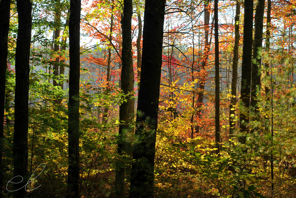 forest07.jpg