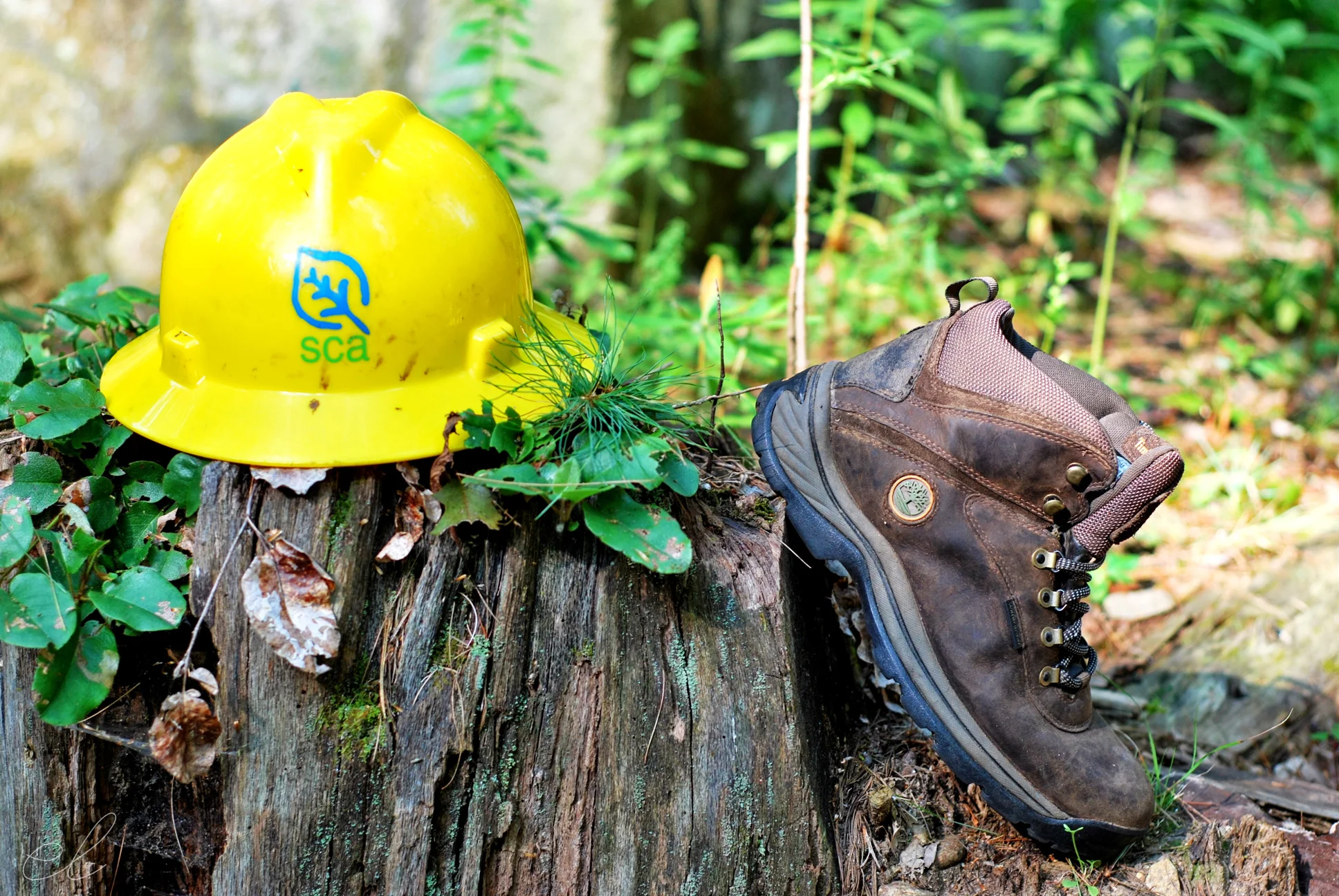 conservation photography: timberland & sca