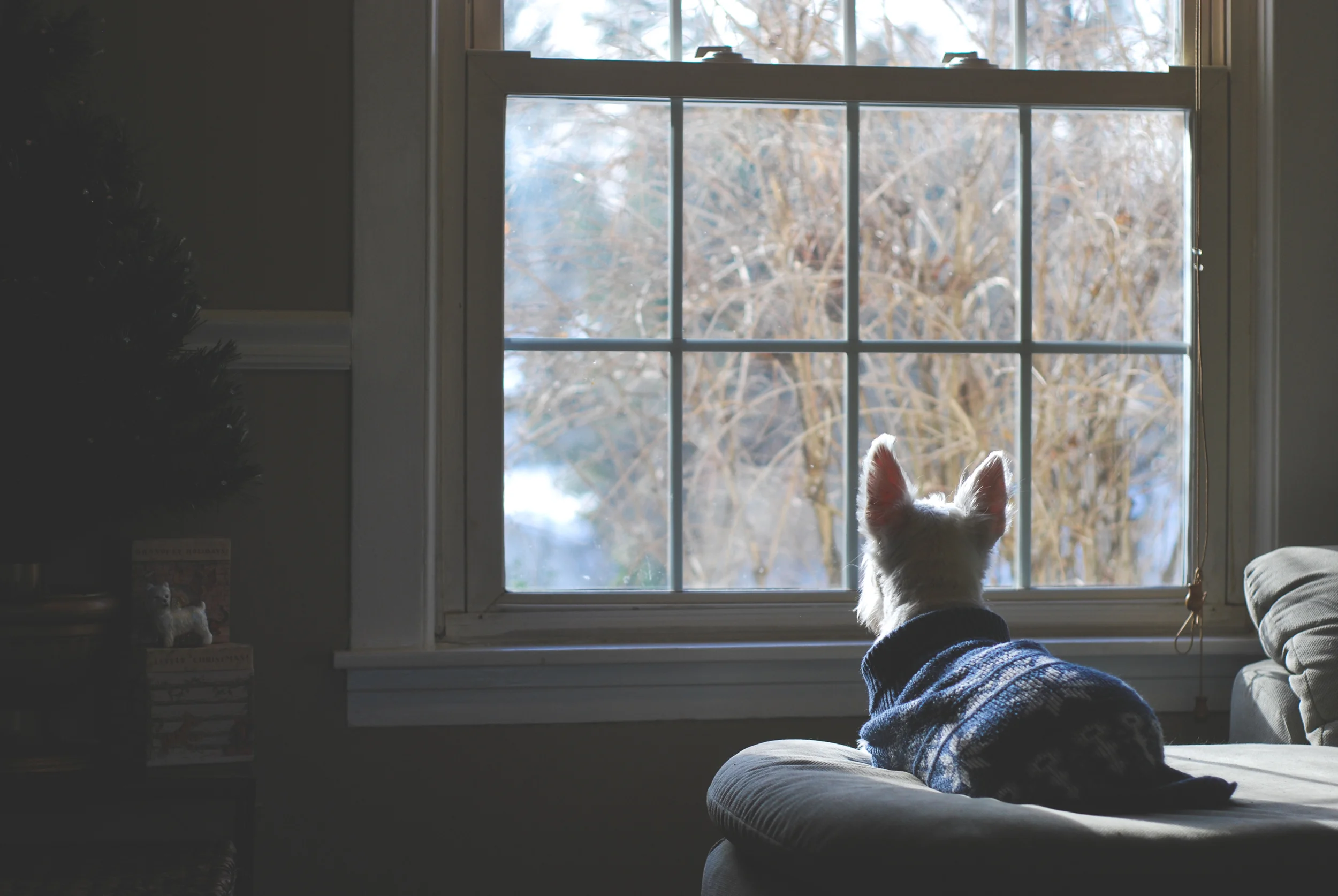 woof: christmas westie // new england photography