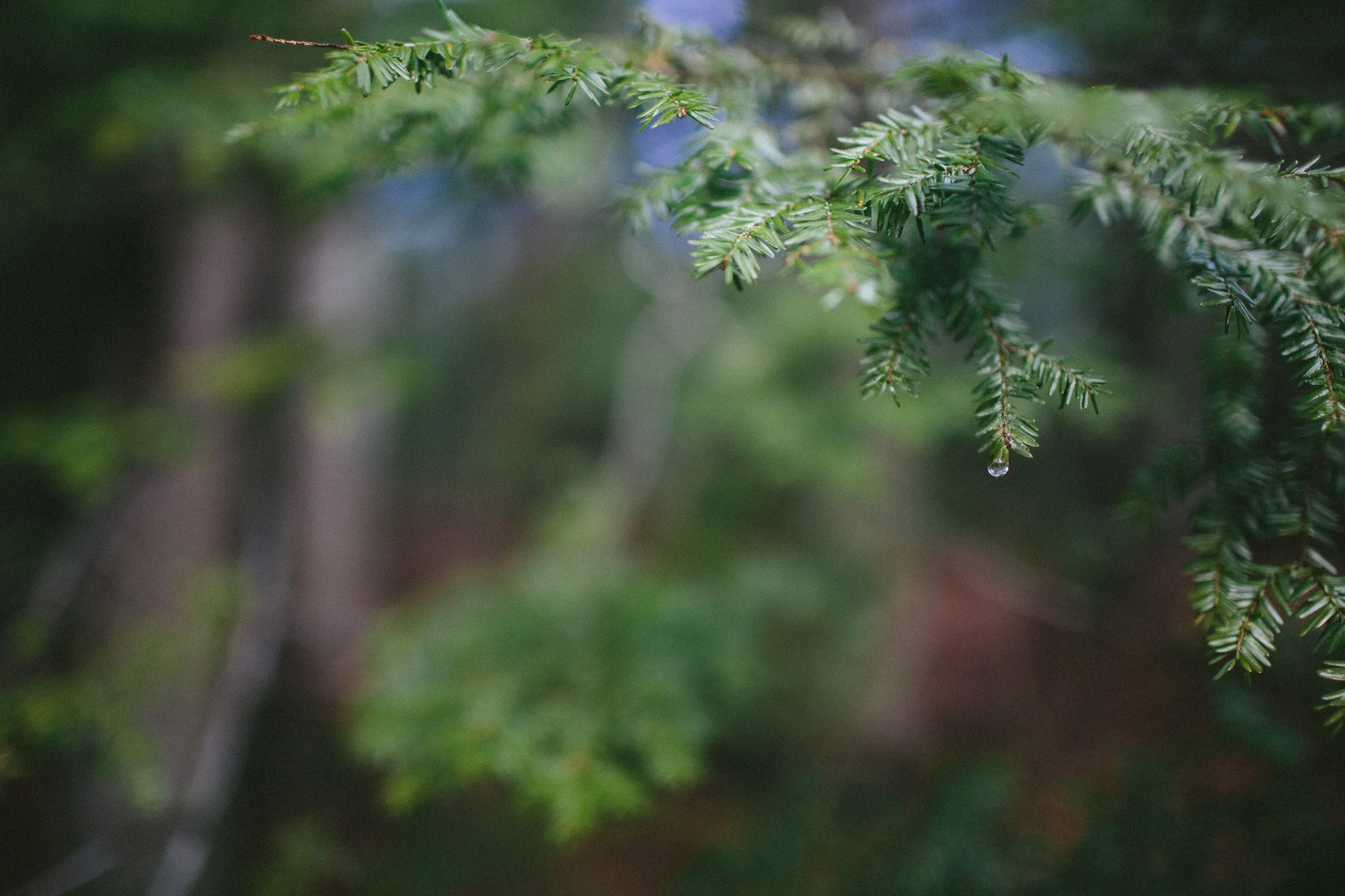 WalksintheForest_20161030Export_ELordPhoto-11.jpg