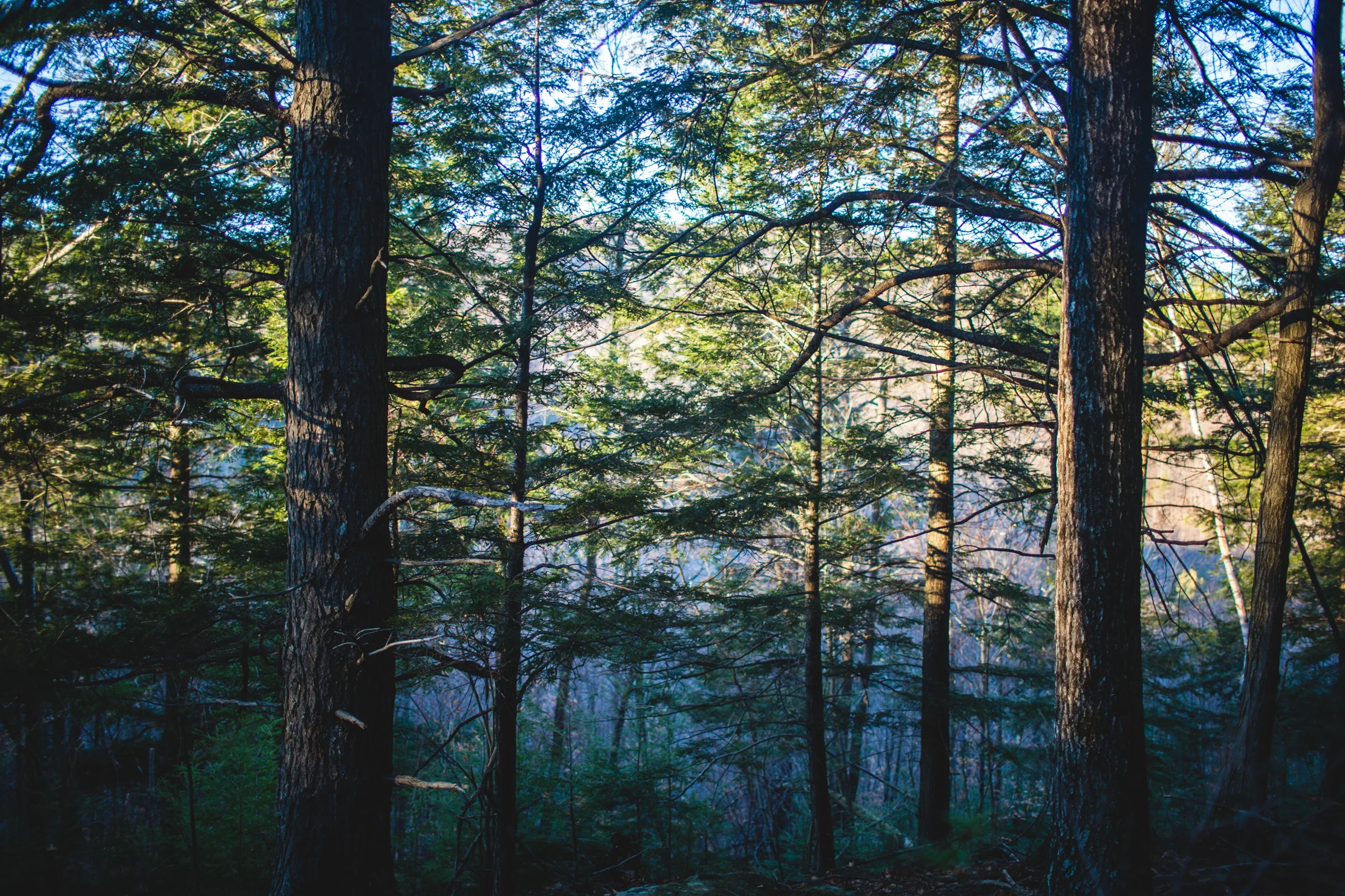 WalksintheForest_20161030Export_ELordPhoto-5.jpg