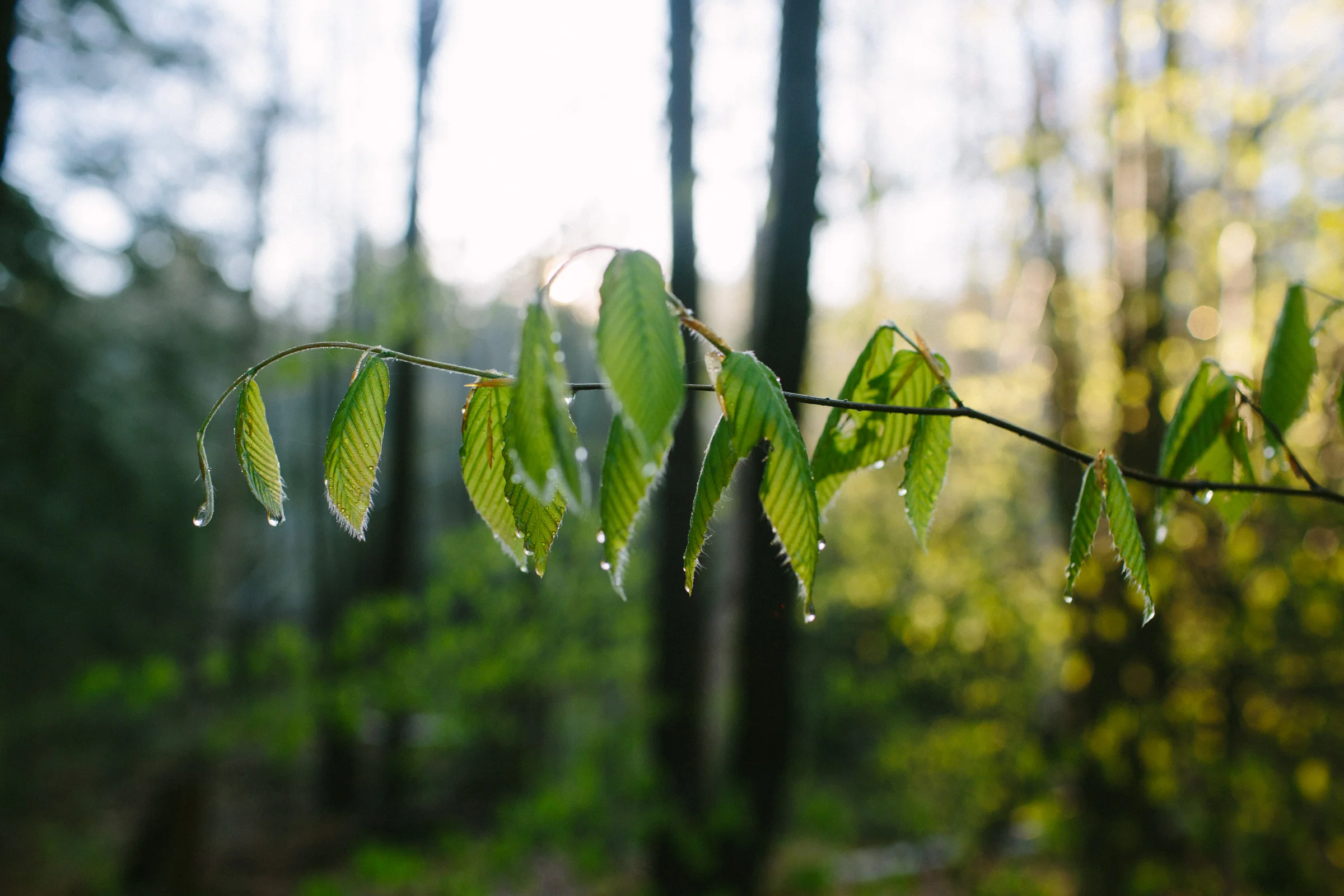 WalksintheForest_20161030Export_ELordPhoto-12.jpg