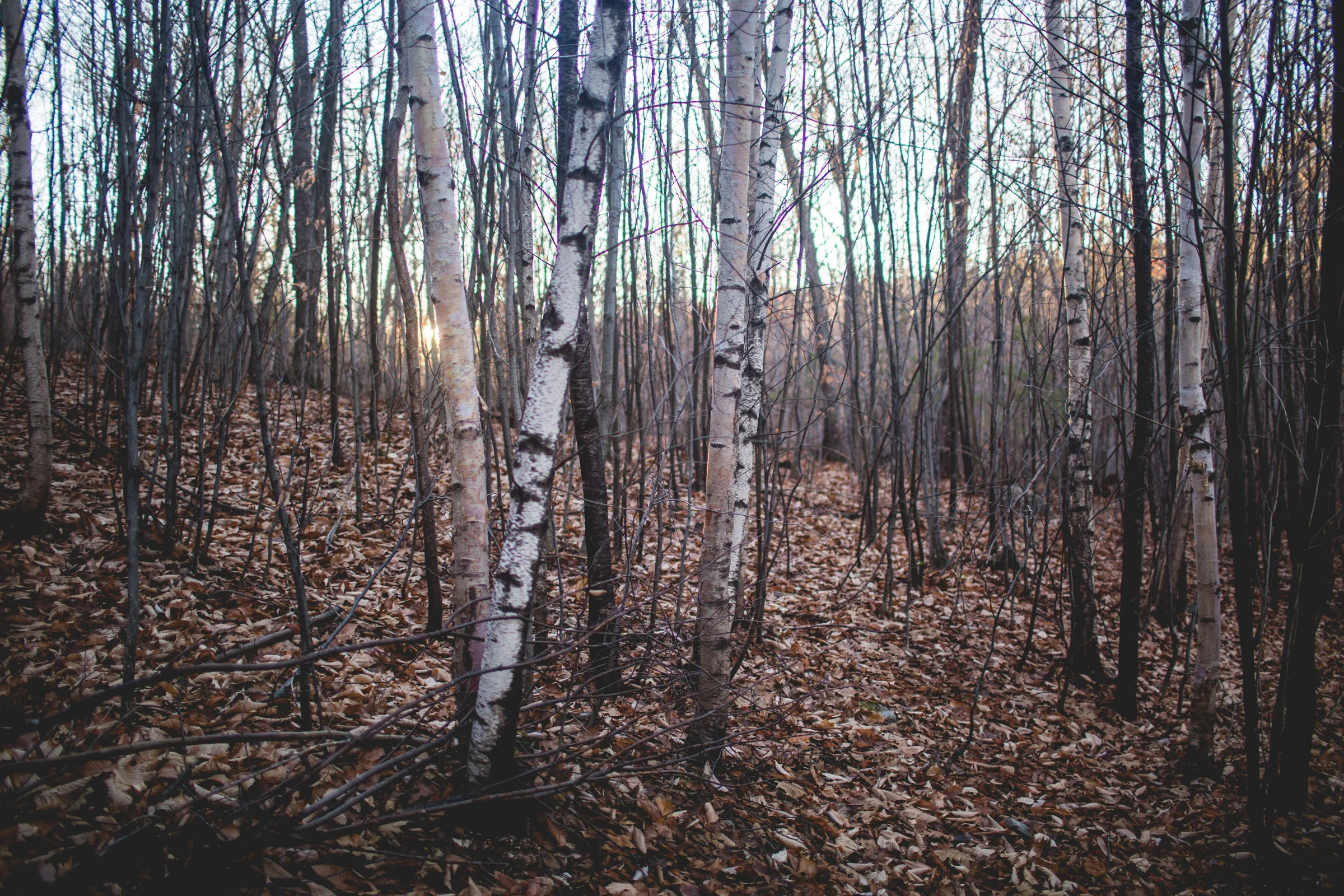 WalksintheForest_20161030Export_ELordPhoto-6.jpg