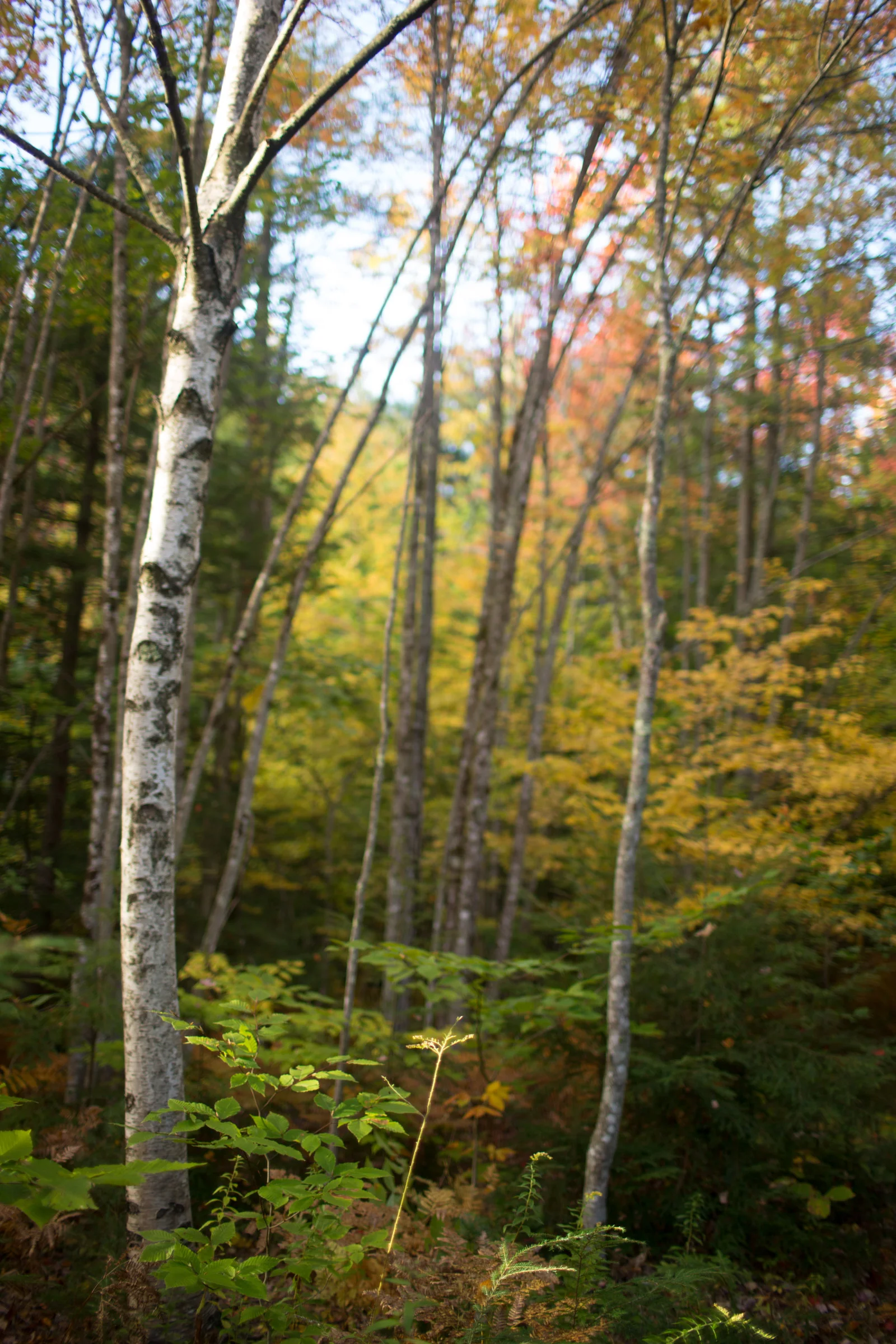 WalksintheForest_20161030Export_ELordPhoto-22.jpg
