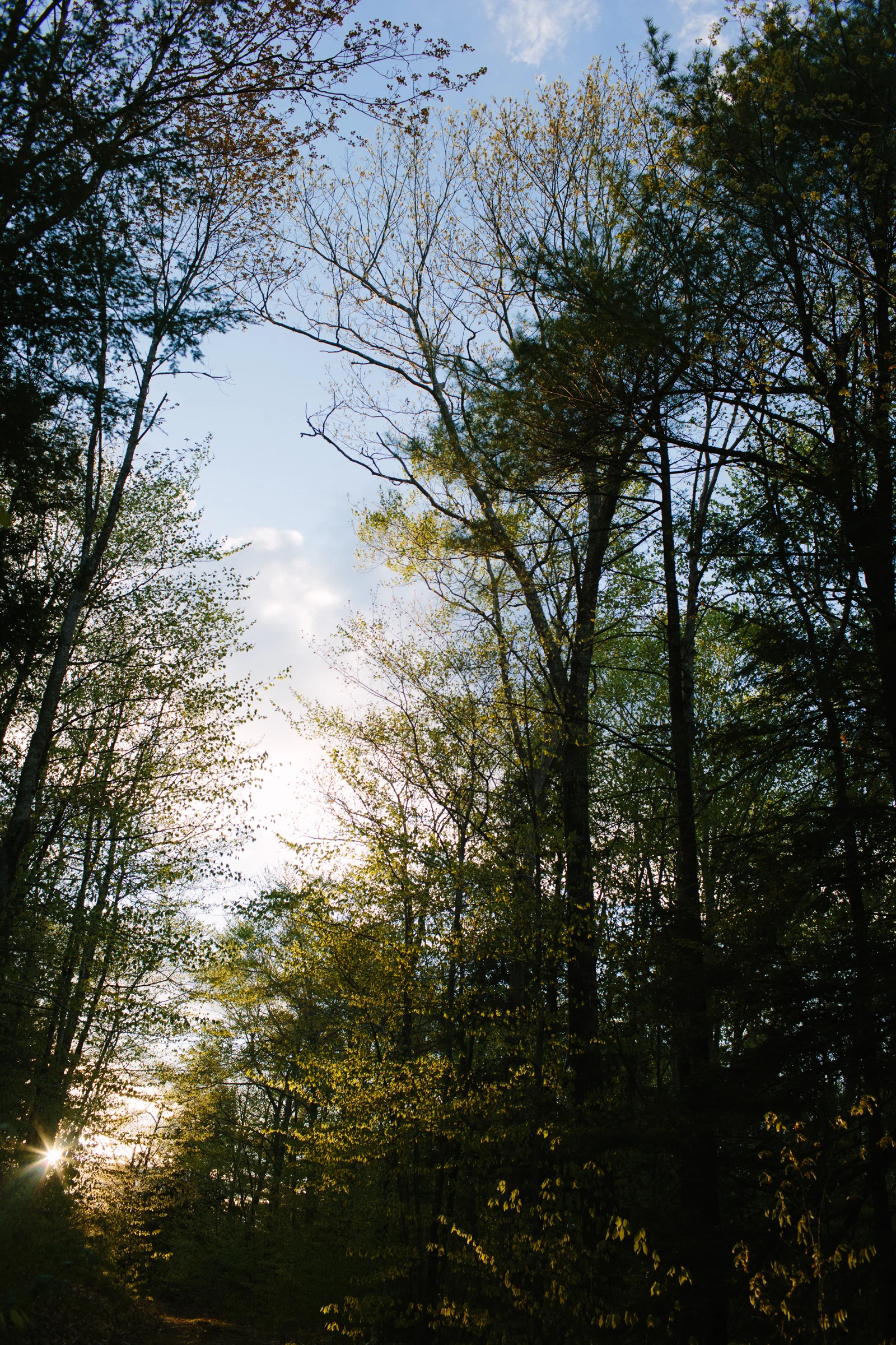 WalksintheForest_20161030Export_ELordPhoto-13.jpg