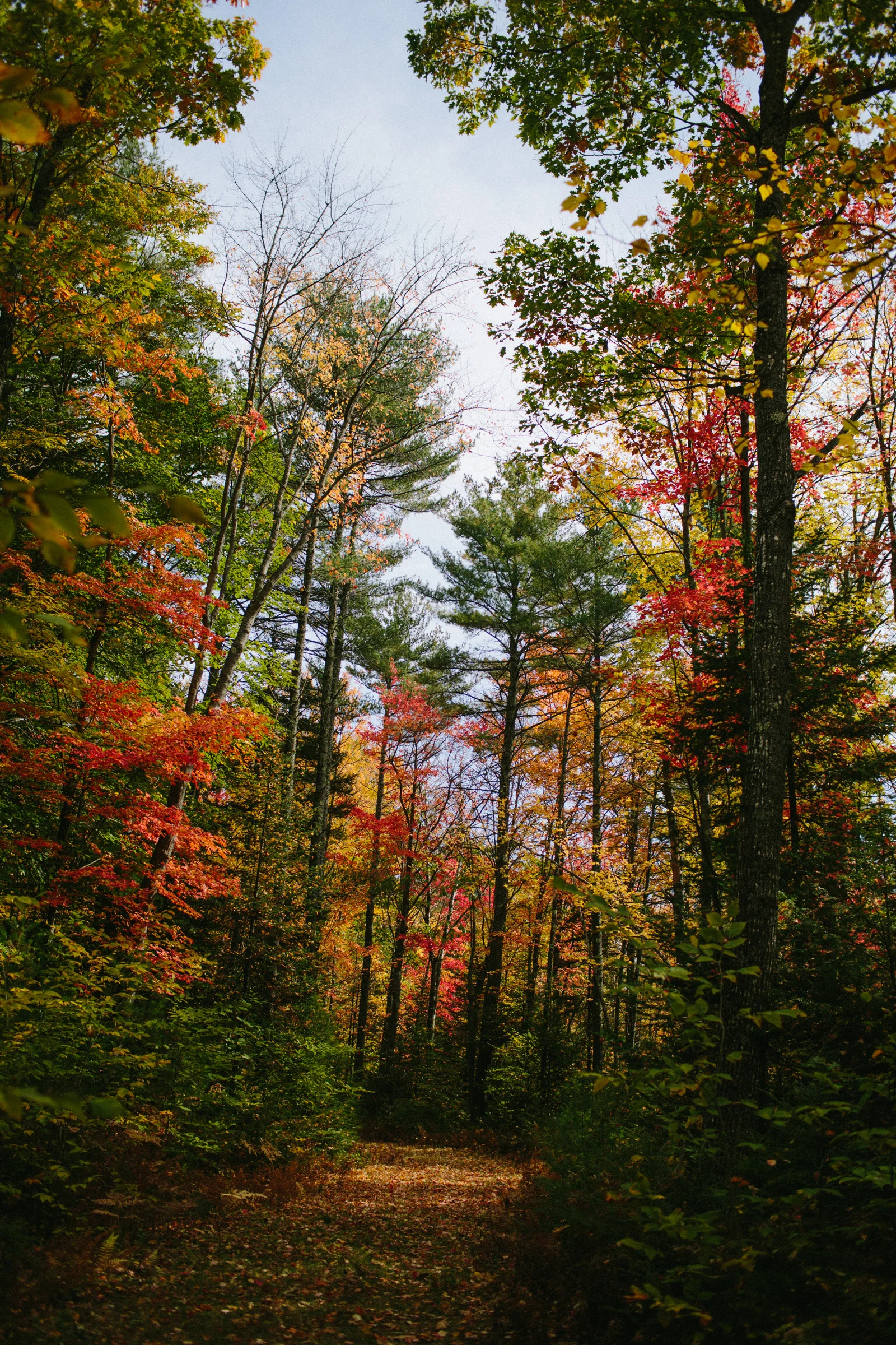 WalksintheForest_20161030Export_ELordPhoto-24.jpg