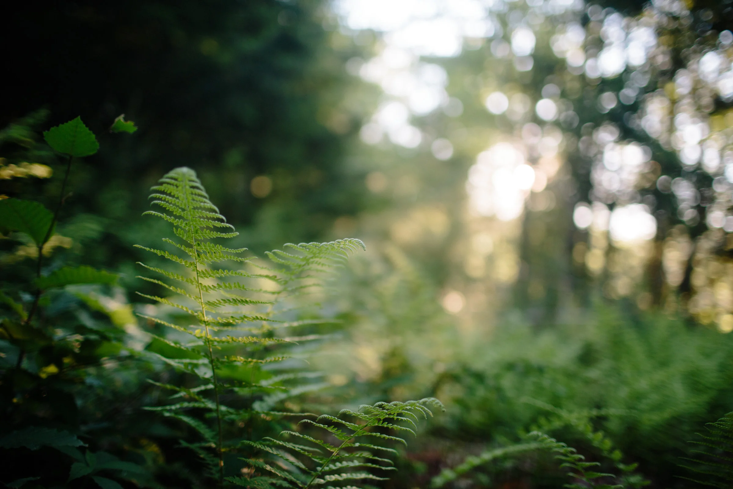 WalksintheForest_20161030Export_ELordPhoto-15.jpg