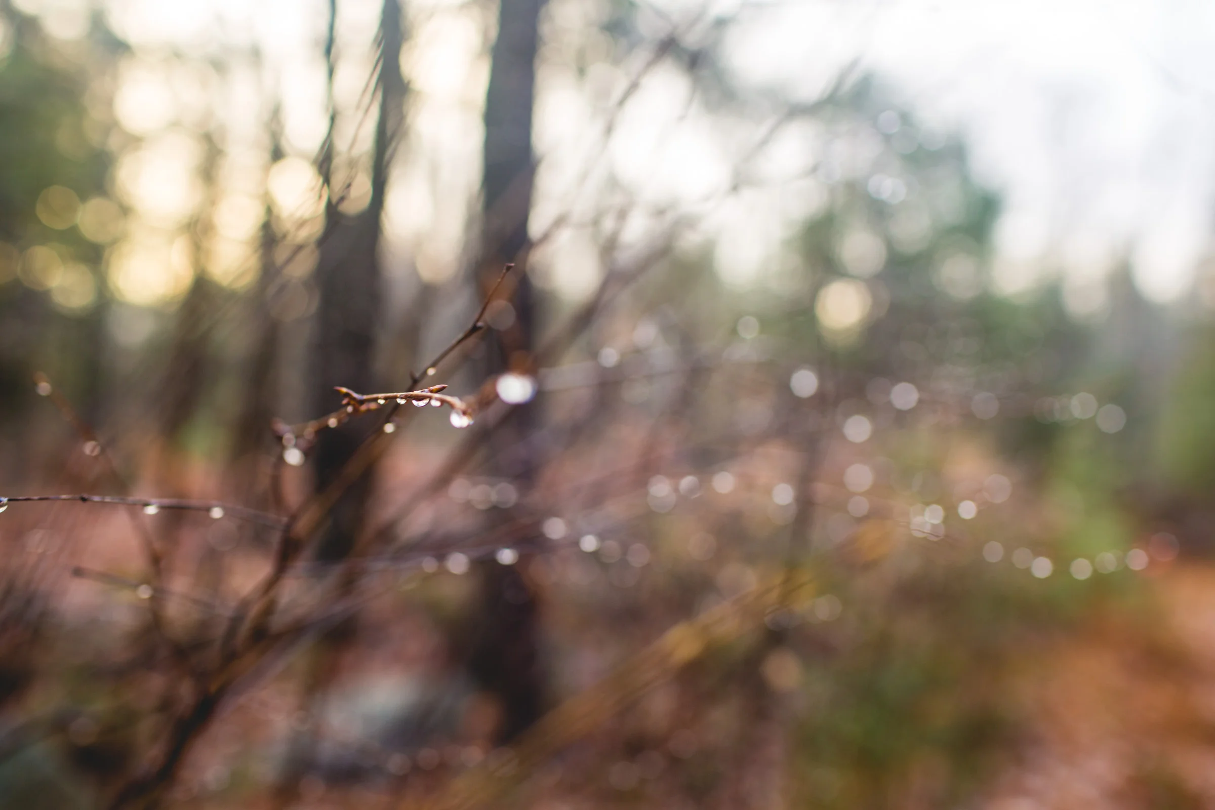 WalksintheForest_20161030Export_ELordPhoto-3.jpg