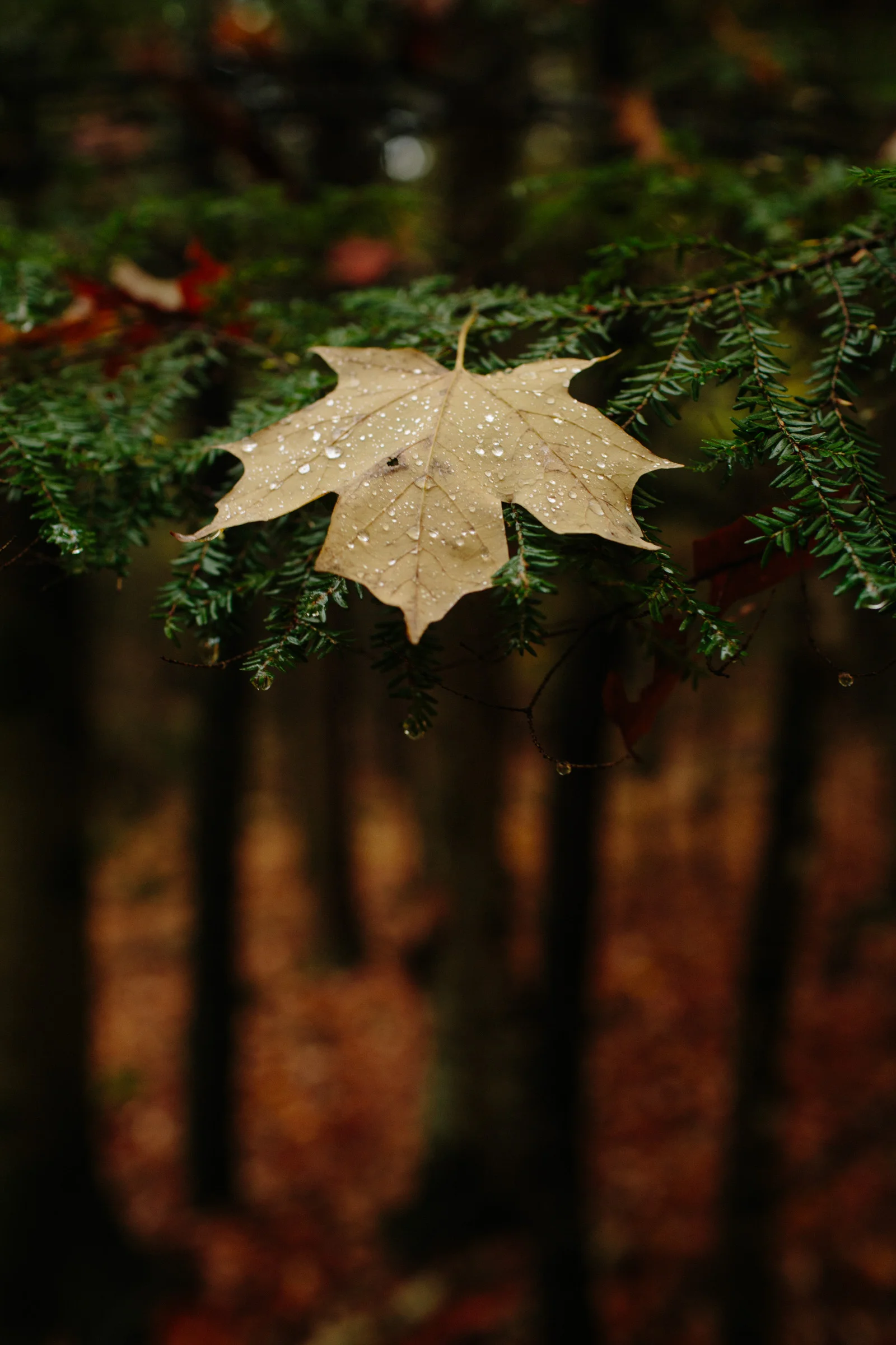 WalksintheForest_20161030Export_ELordPhoto-26.jpg