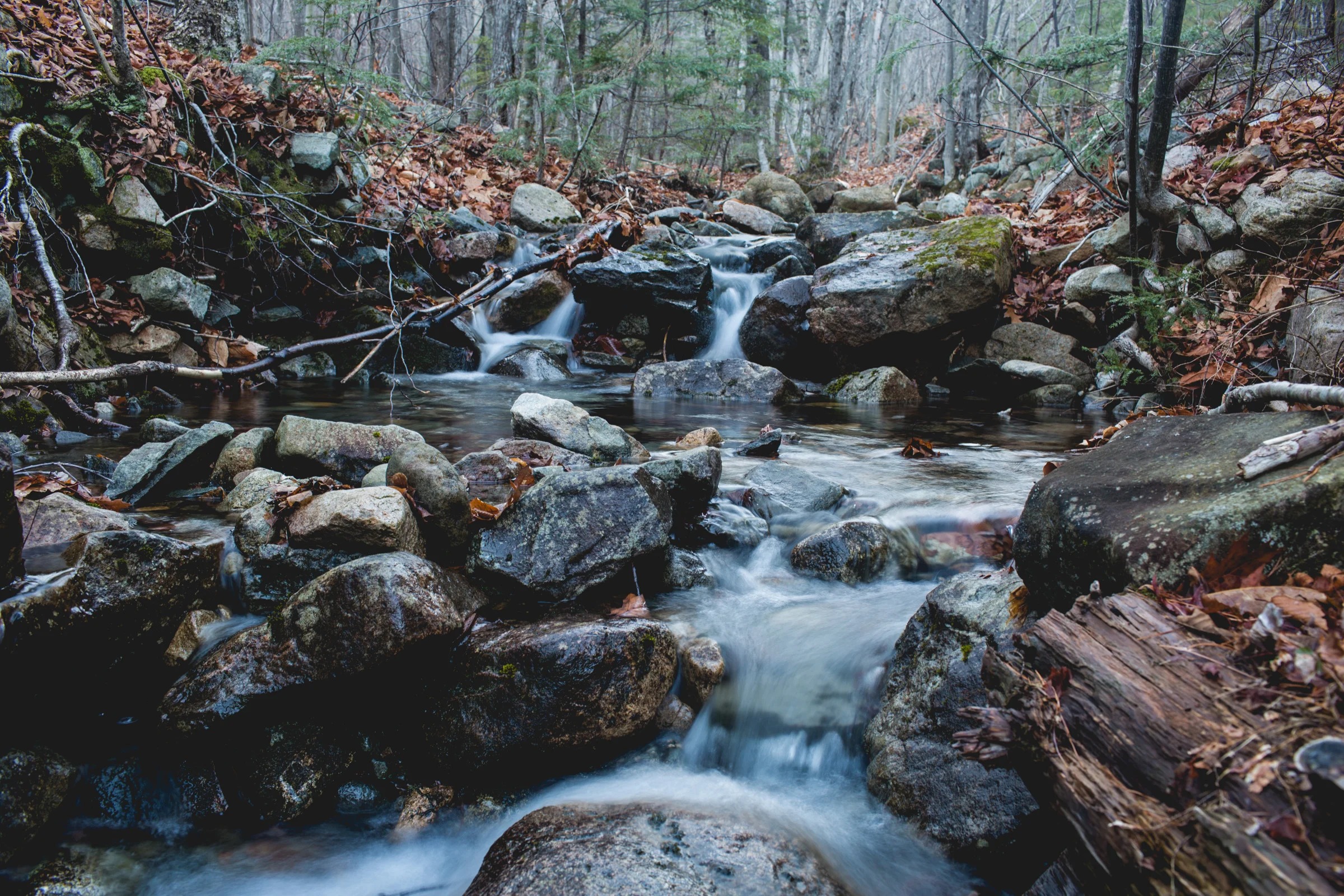 WalksintheForest_20161030Export_ELordPhoto-7.jpg