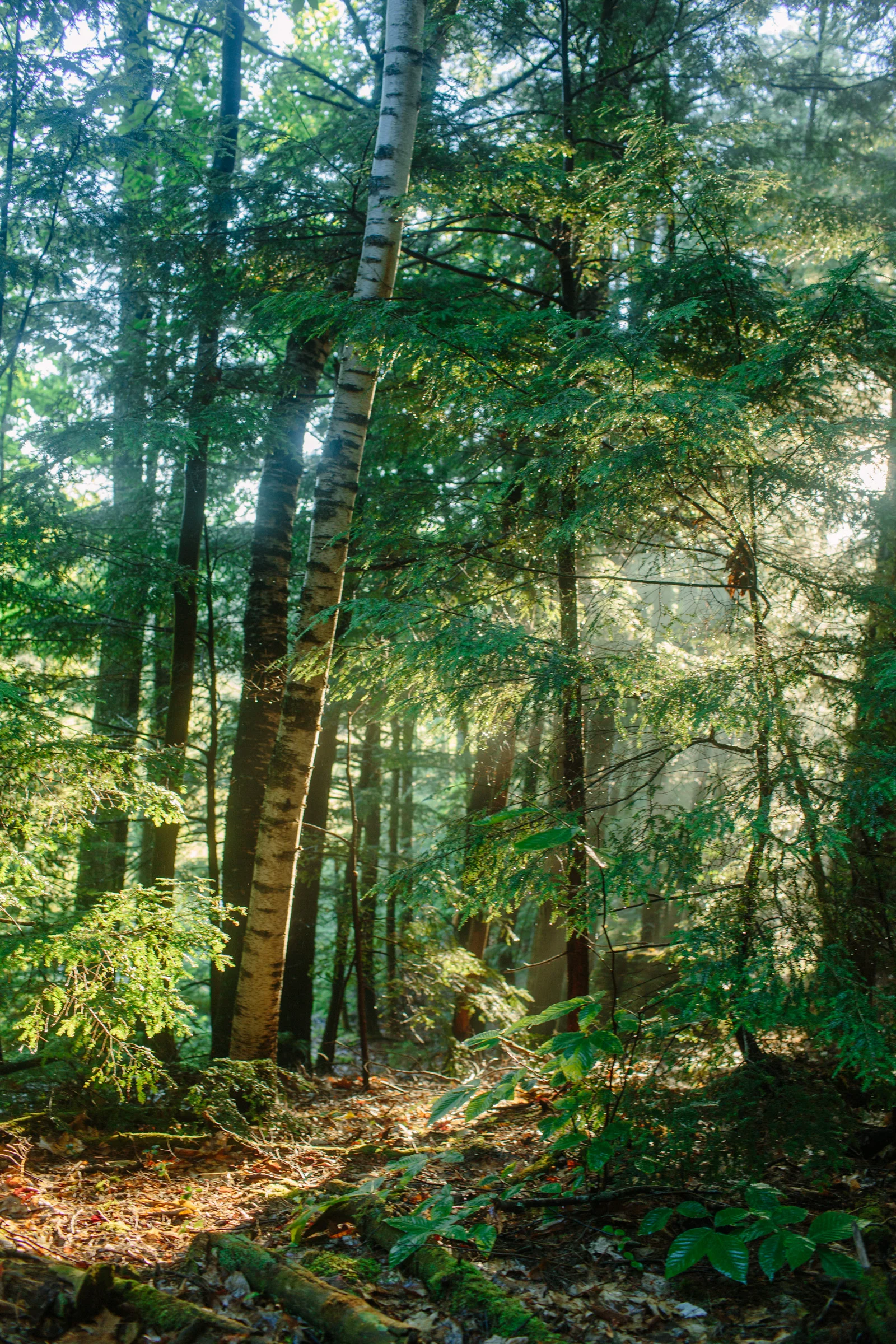 WalksintheForest_20161030Export_ELordPhoto-17.jpg