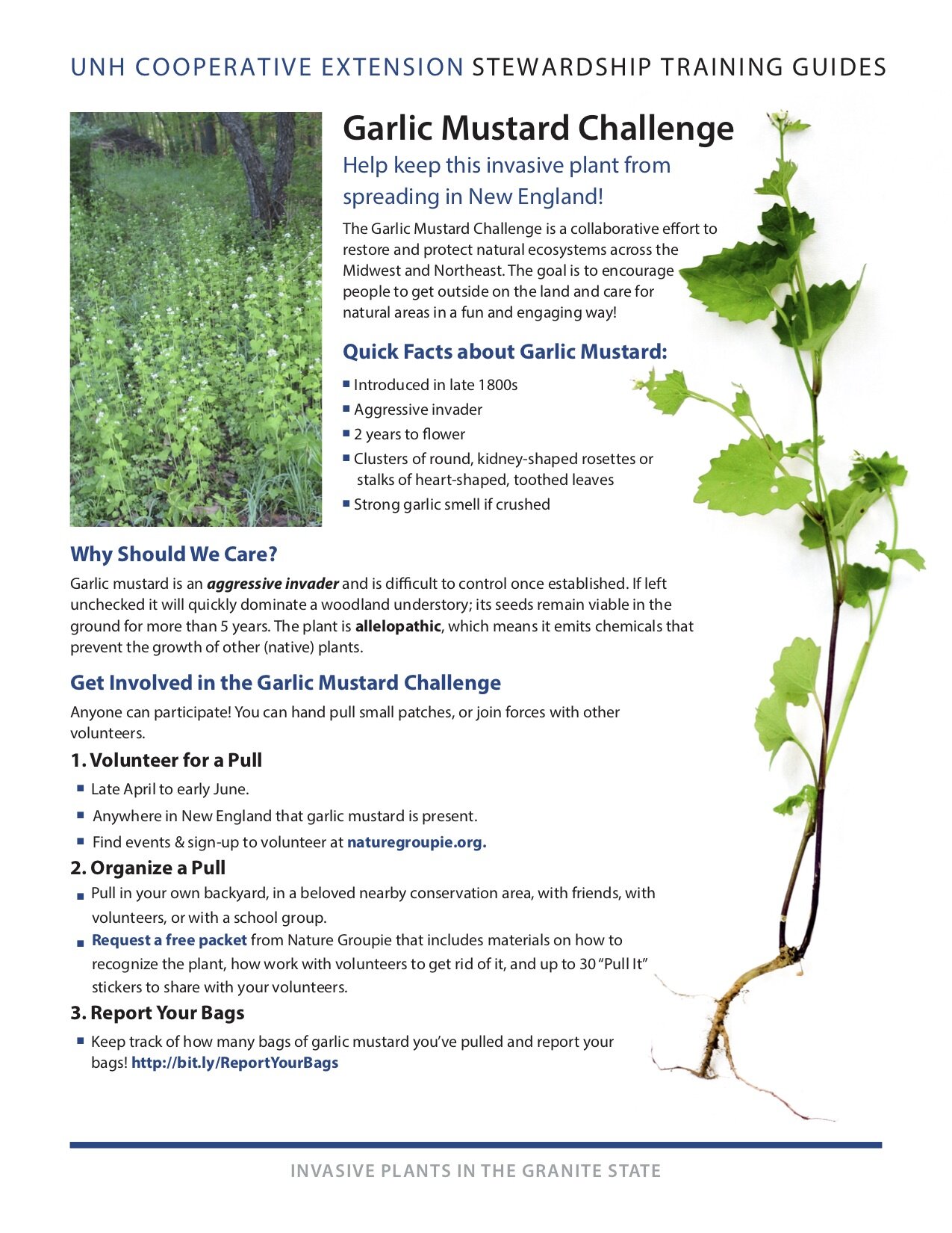 TrainingGuide_InvasivePlants_GarlicMustardFactSheet_2018.jpg