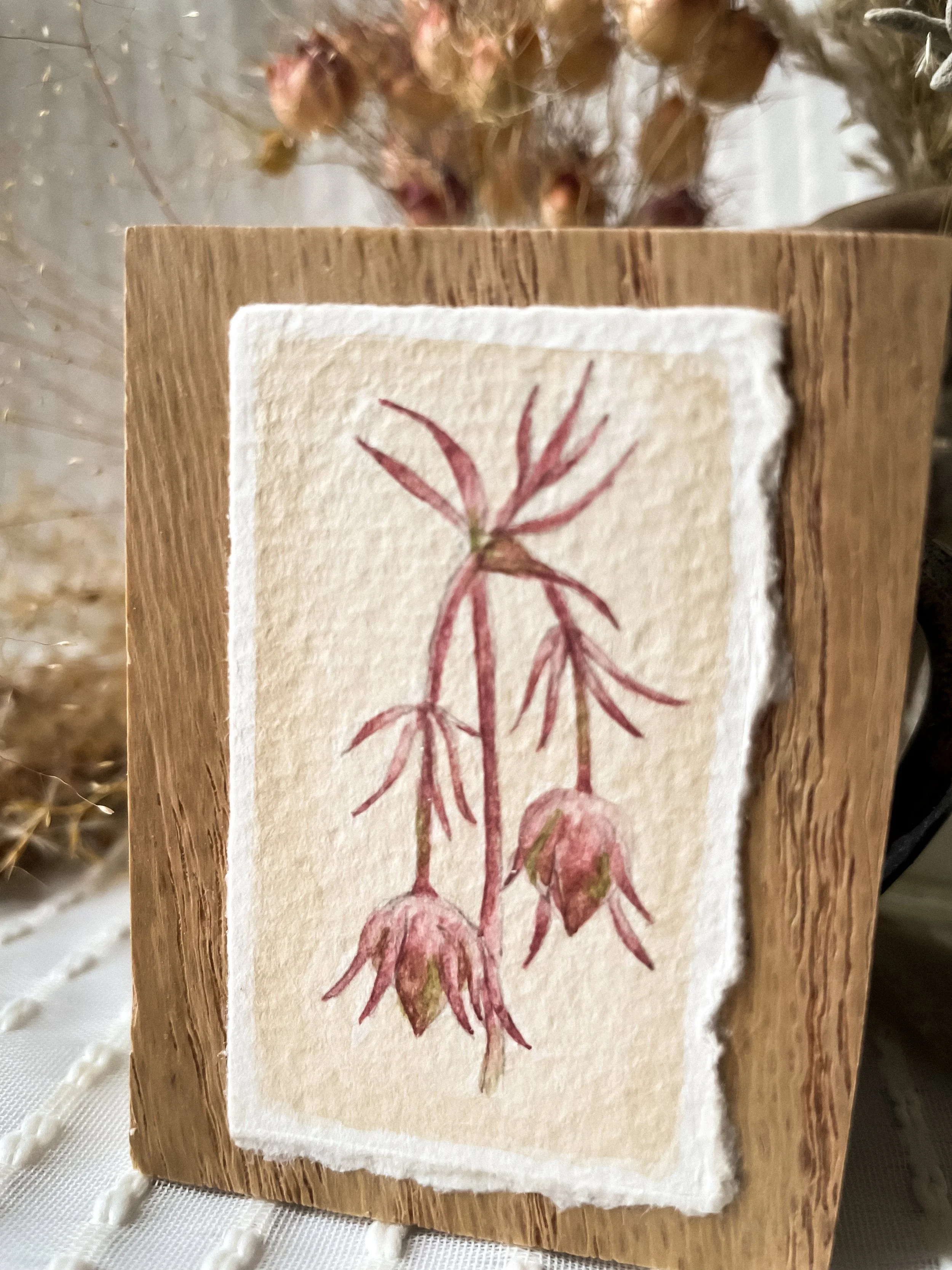 Three Flowered Avens-2.JPG