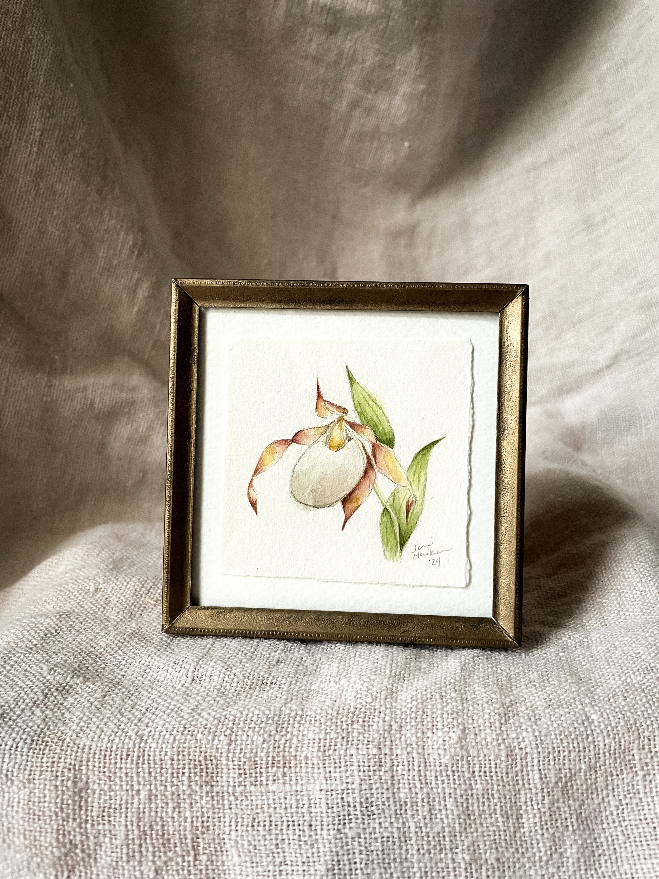 Small White Lady's Slipper V-2.JPG