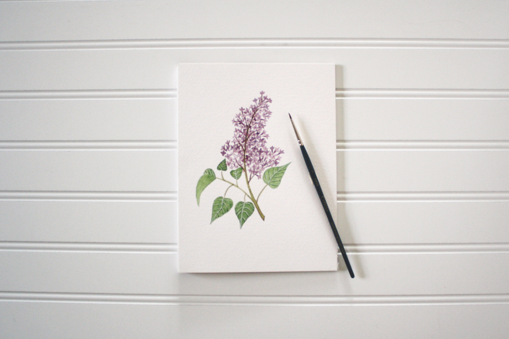 Lilac Illustration by Jenni Haikonen.jpg