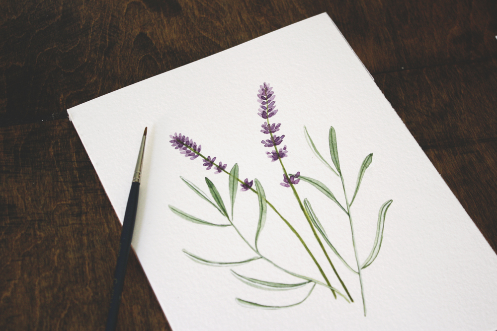 lavender illustration by Jenni Haikonen.jpg