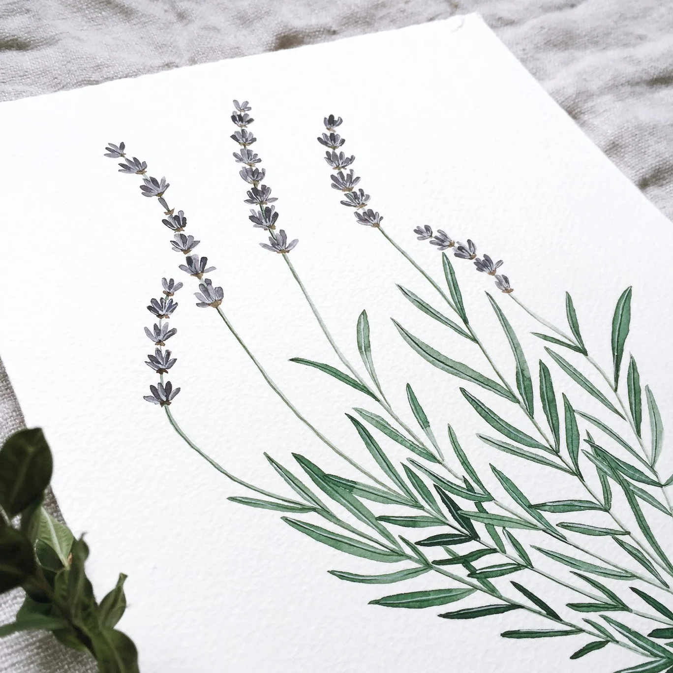 2- Lavender Plant by Jenni Haikonen.JPG