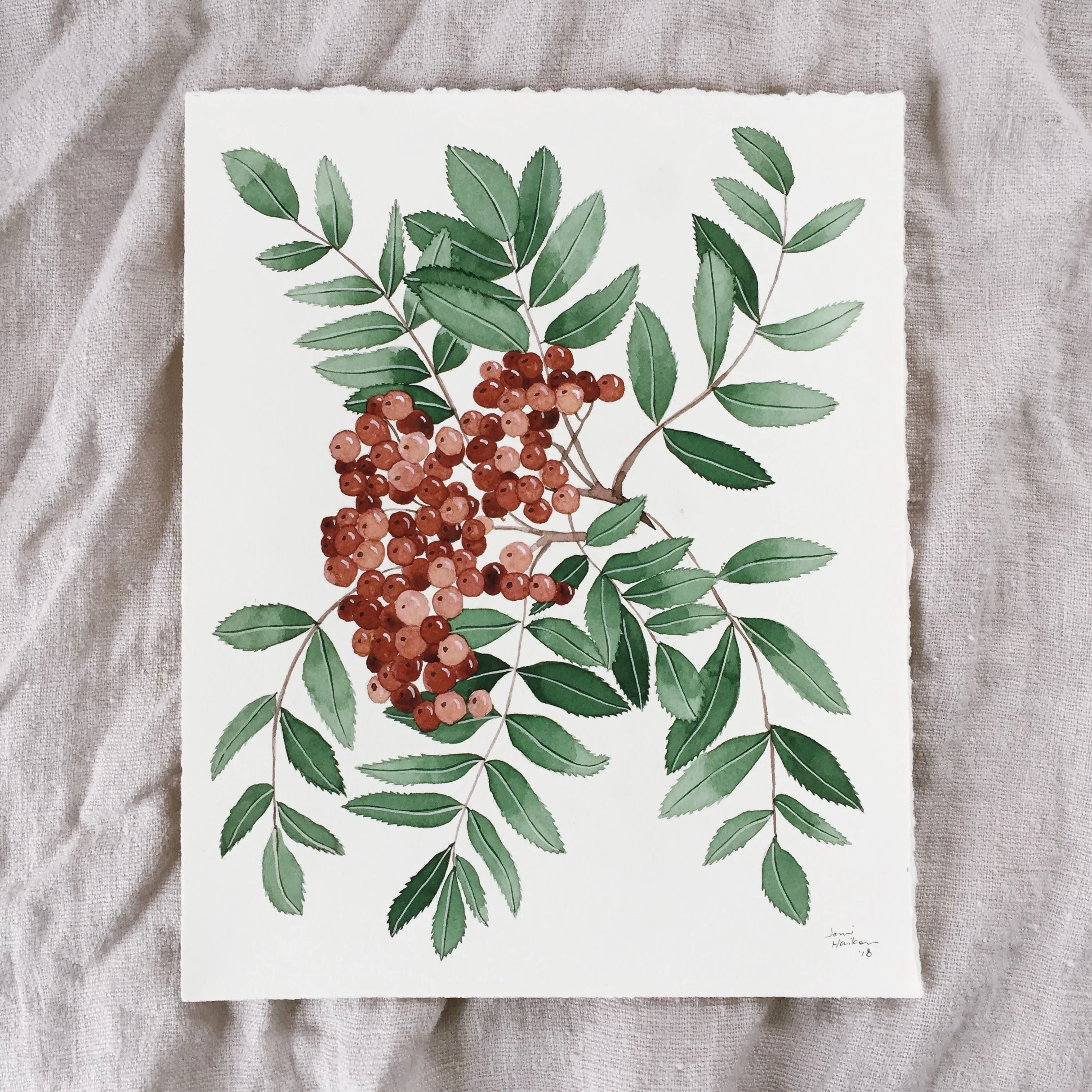 Showy Mountain Ash Study #1