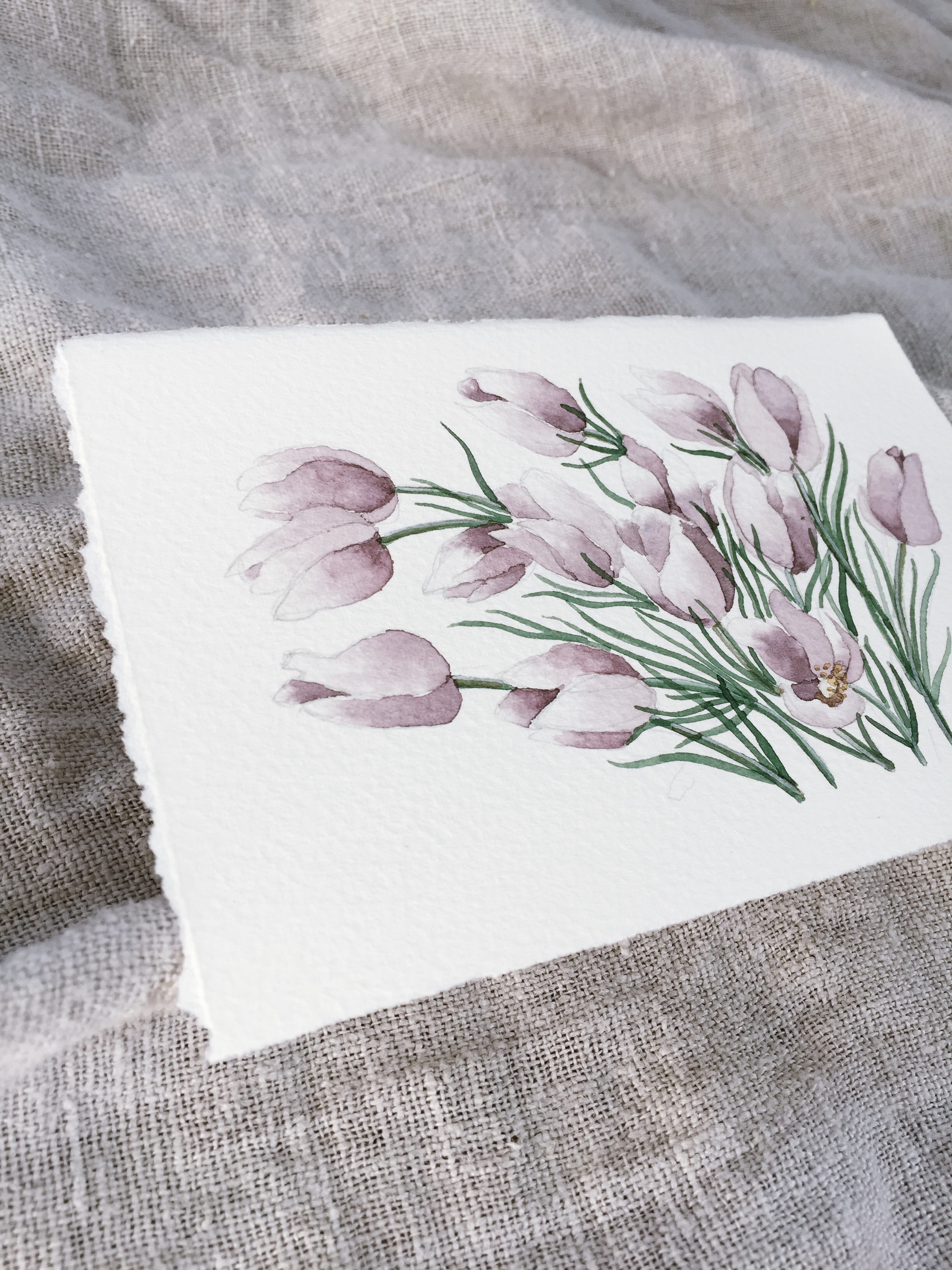 2- Prairie Crocus One by Jenni Haikonen.jpeg