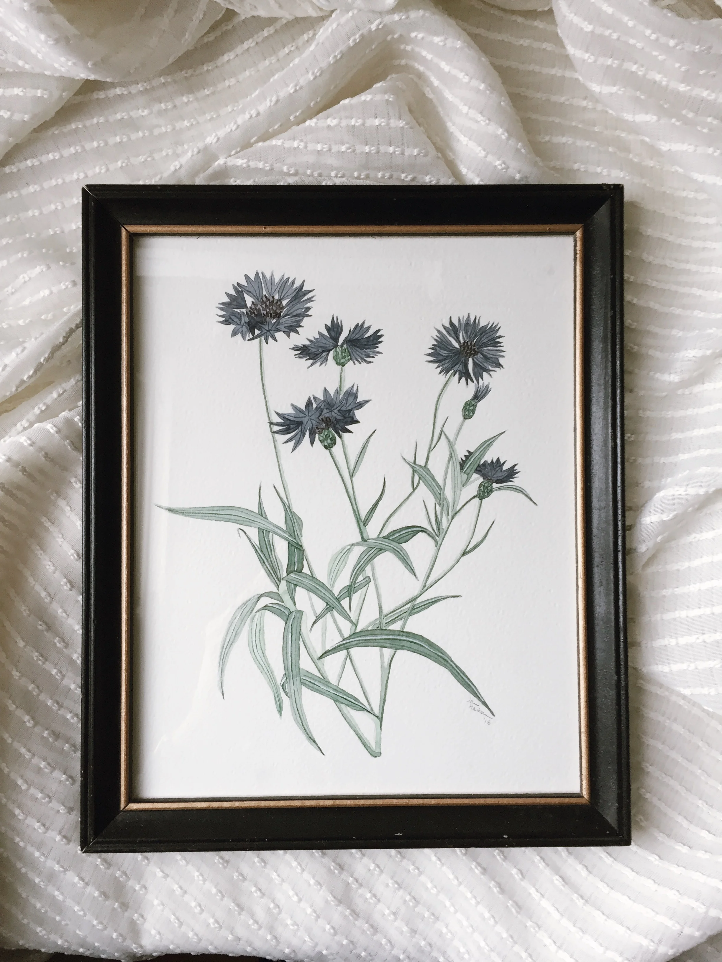 Cornflower Study #1, Original 8x10 Watercolor Painting