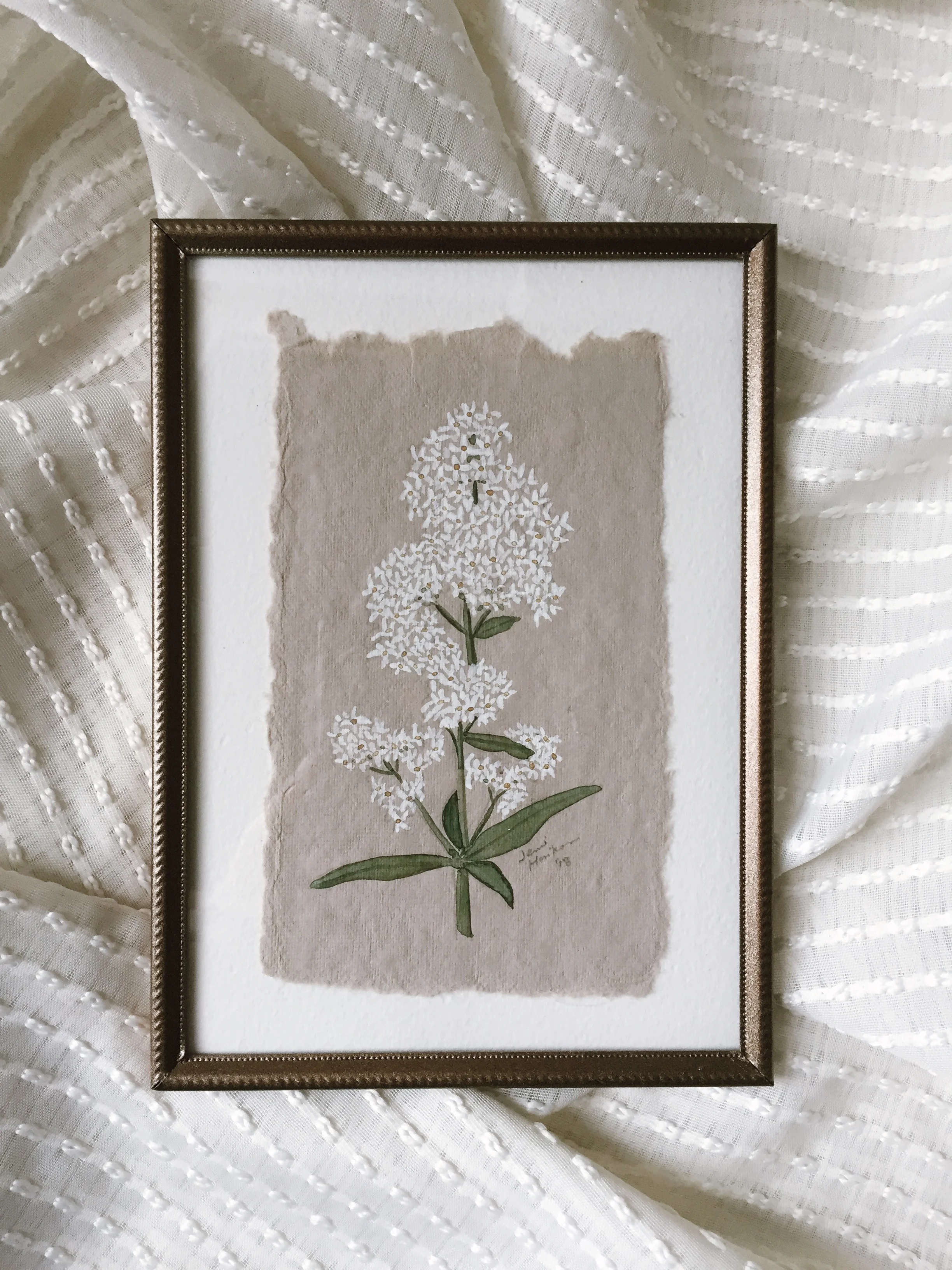 Northern Bedstraw Study #2, Original 3x5 Watercolor Painting