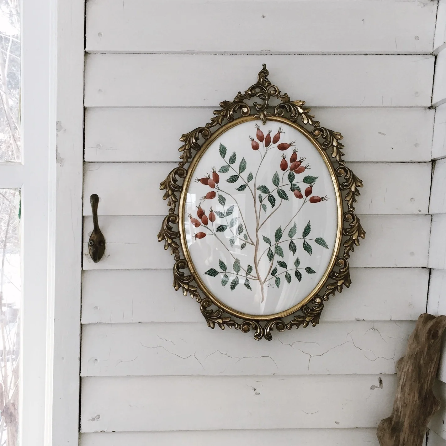 WEB-Rosehip-Study-Round copy.jpeg