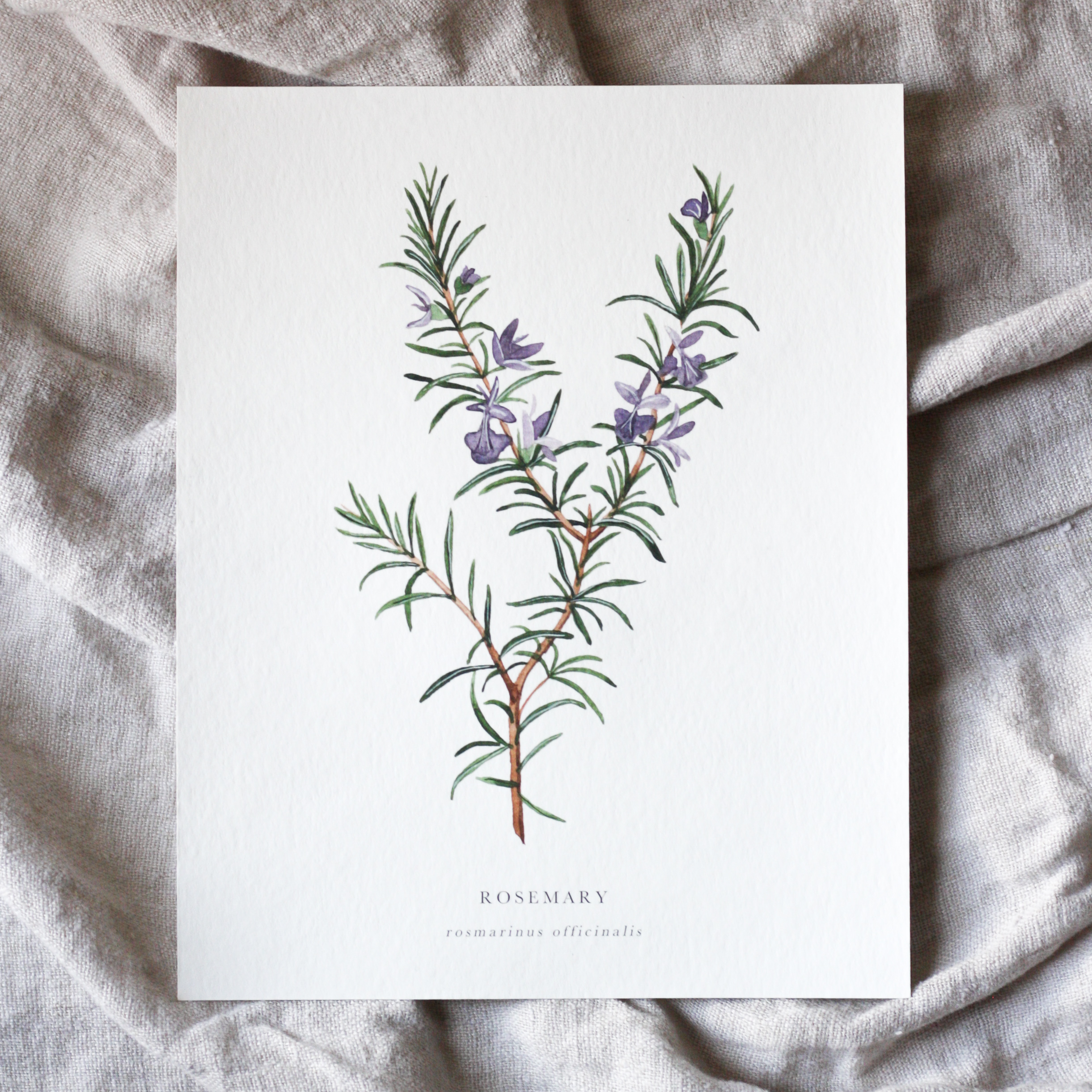 Fine Art Print Rosemary Art & Collectibles Prints Giclée