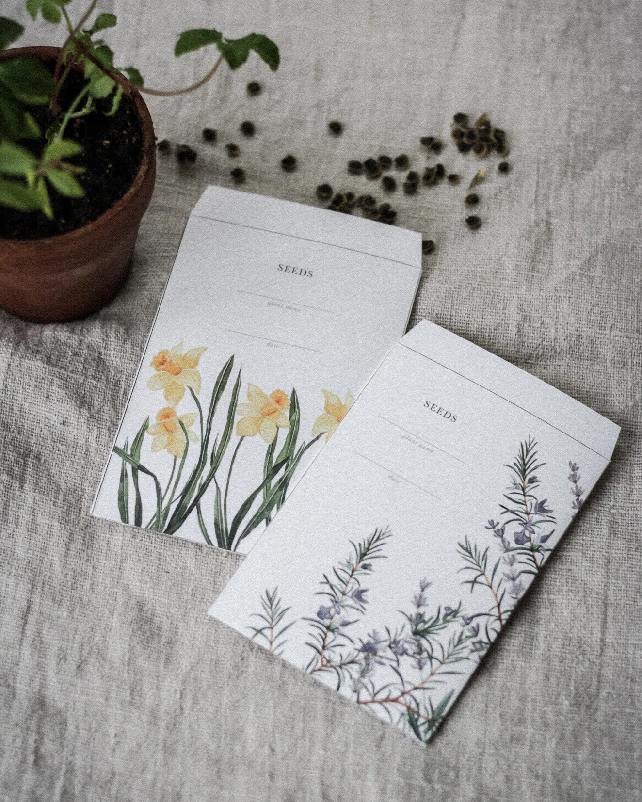 Daffodil-and-rosemary.jpg