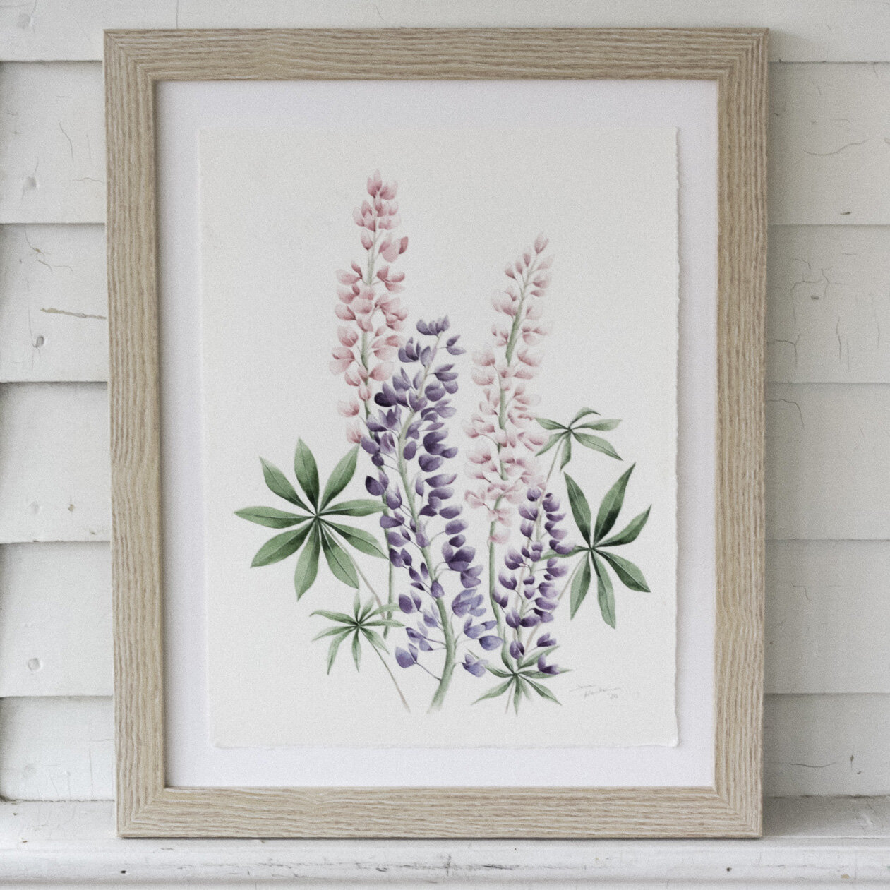 Lupins Study