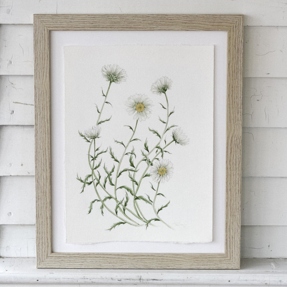 Oxeye Daisies Study
