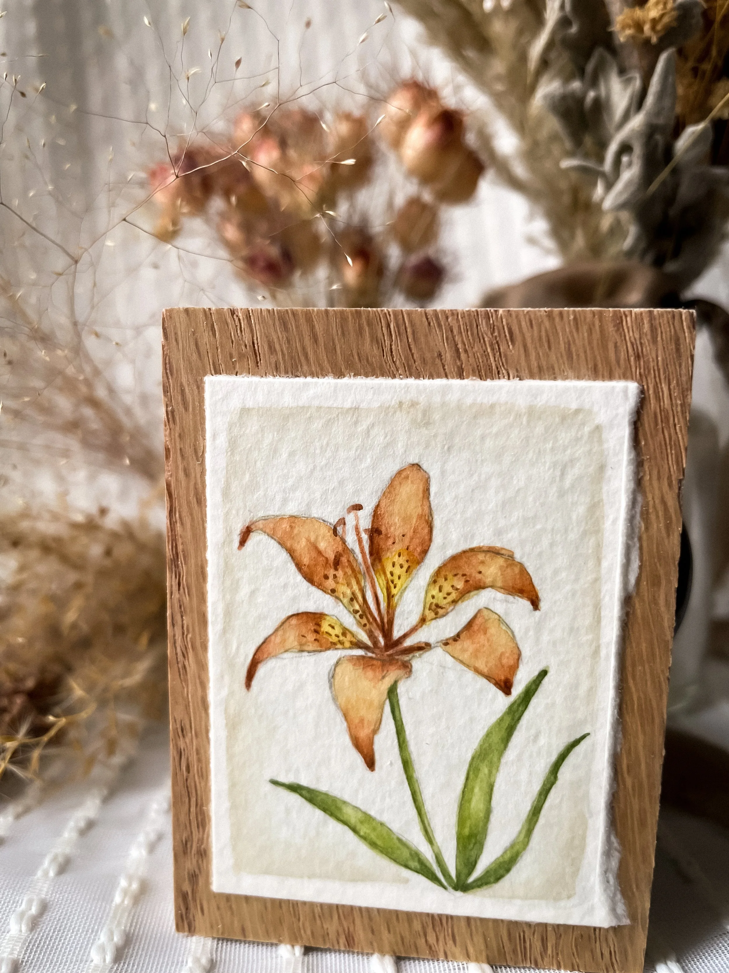 Western Red Lily-6.JPG