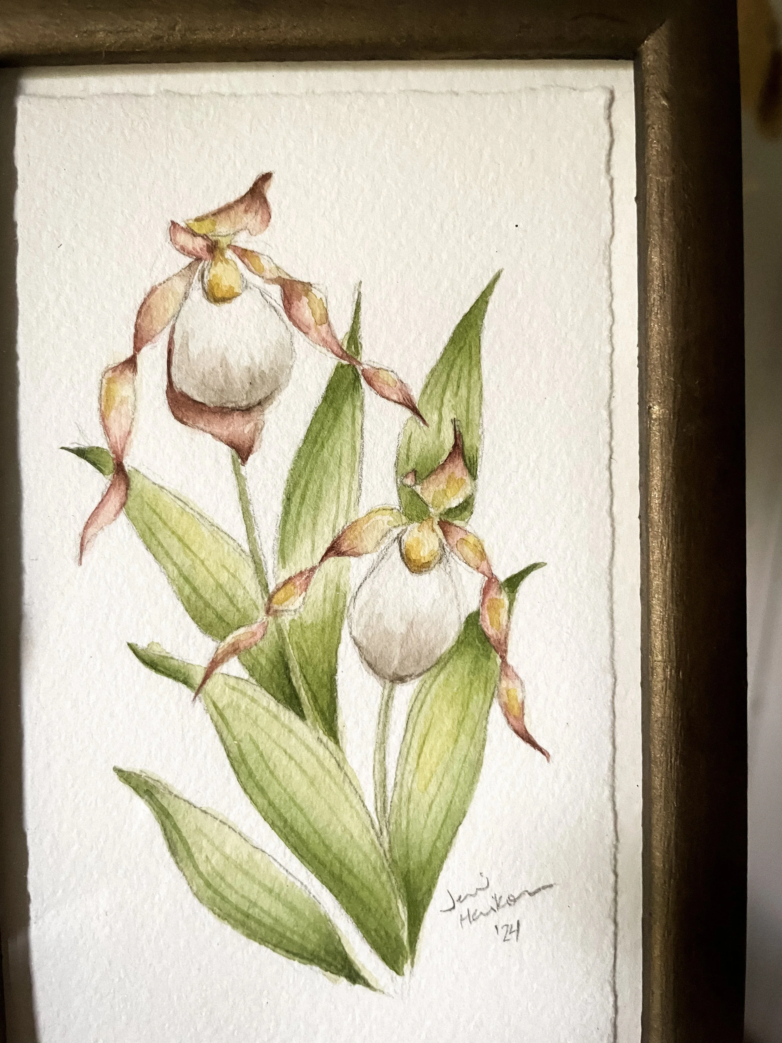 Small White Lady's Slipper IV-2.JPG