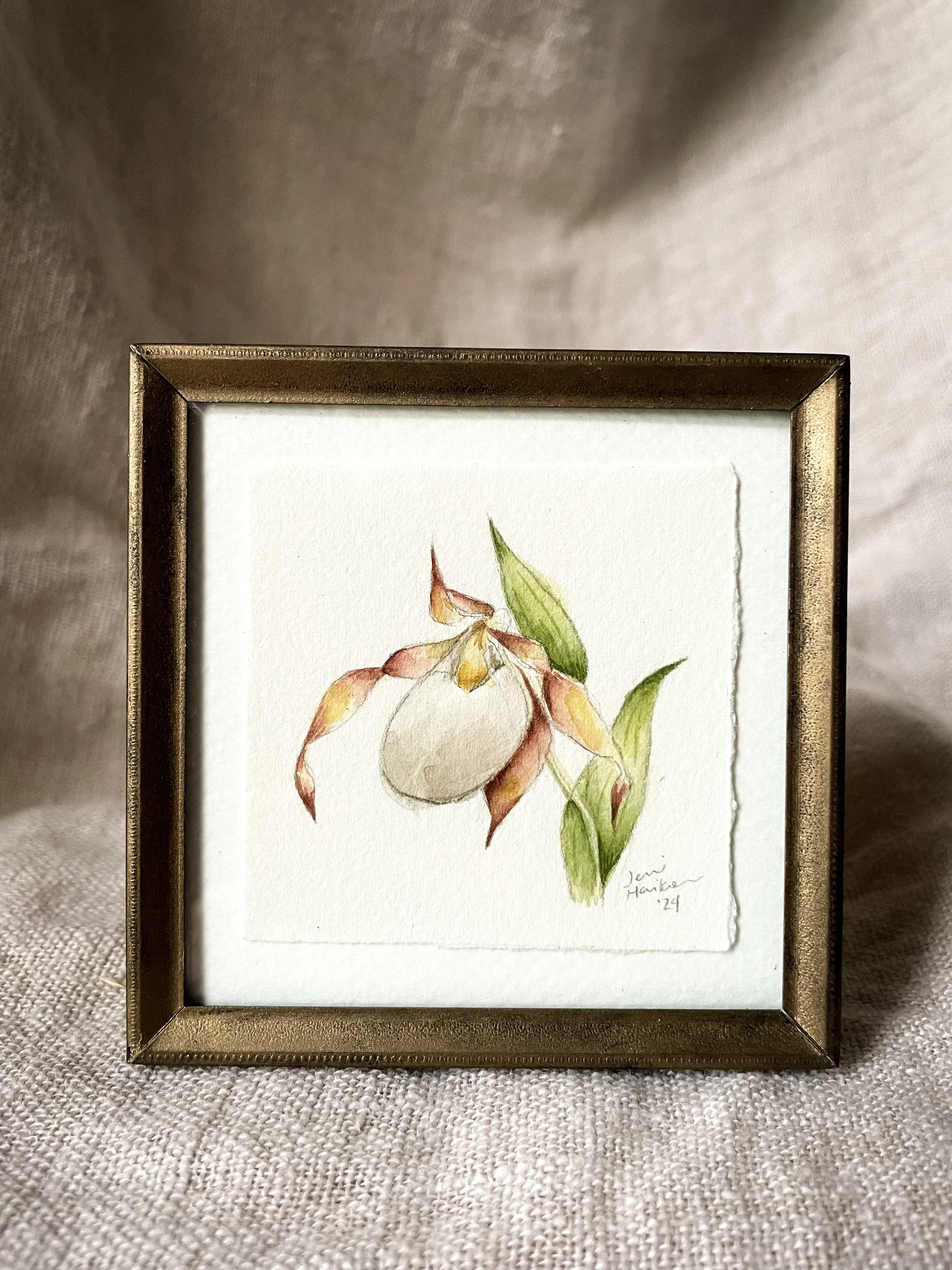 Small White Lady's Slipper V-3.JPG