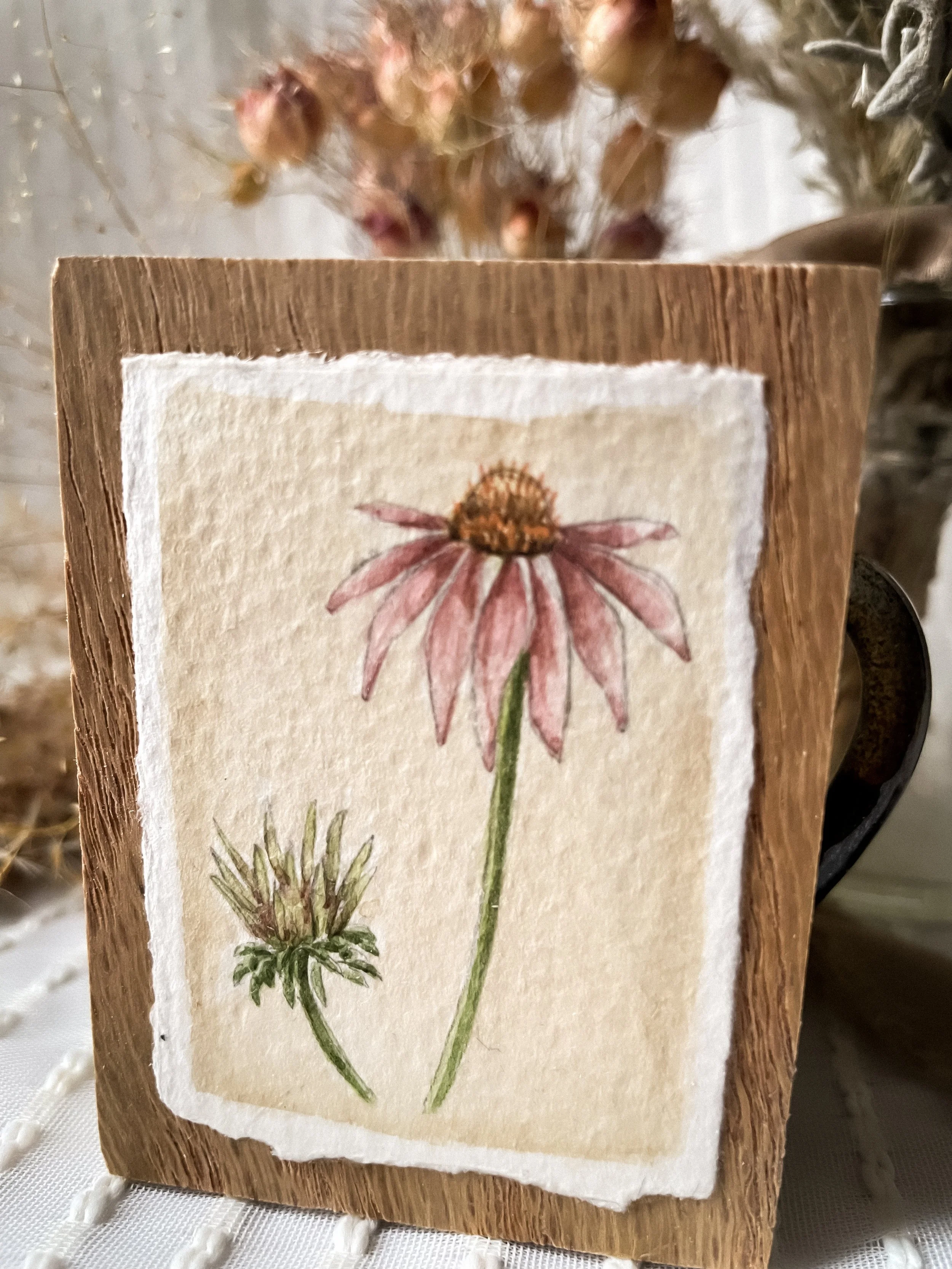 Purple Coneflower-10.JPG