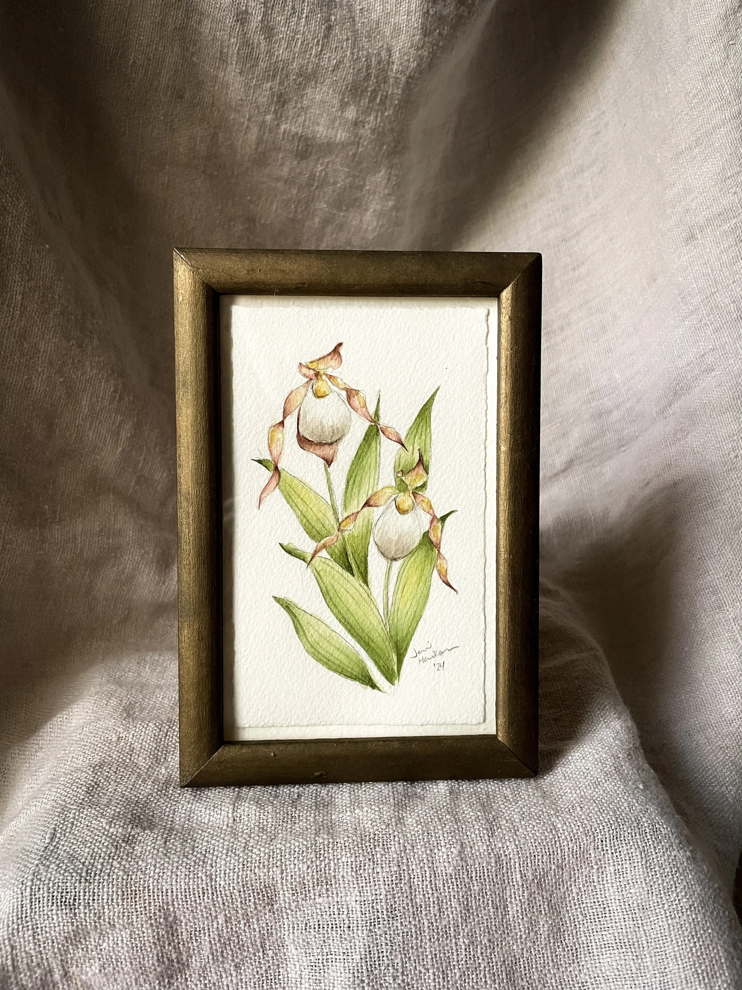 Small White Lady's Slipper IV-3.JPG