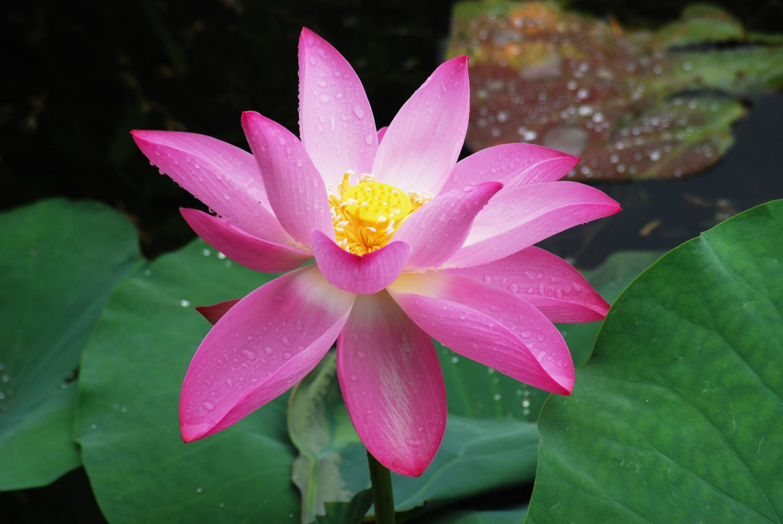 Beijing_2011.jpg