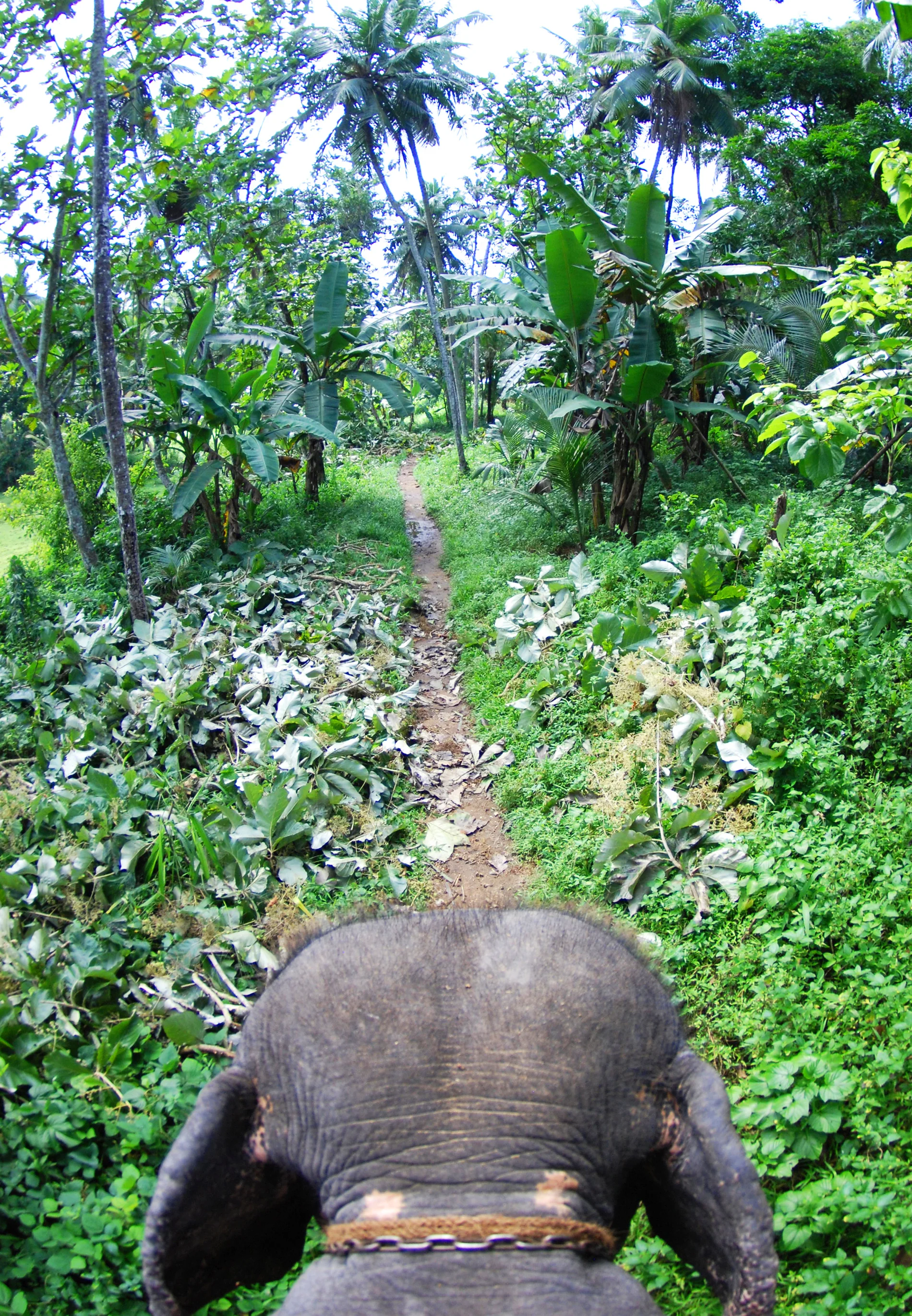 Kandy_2008.jpg