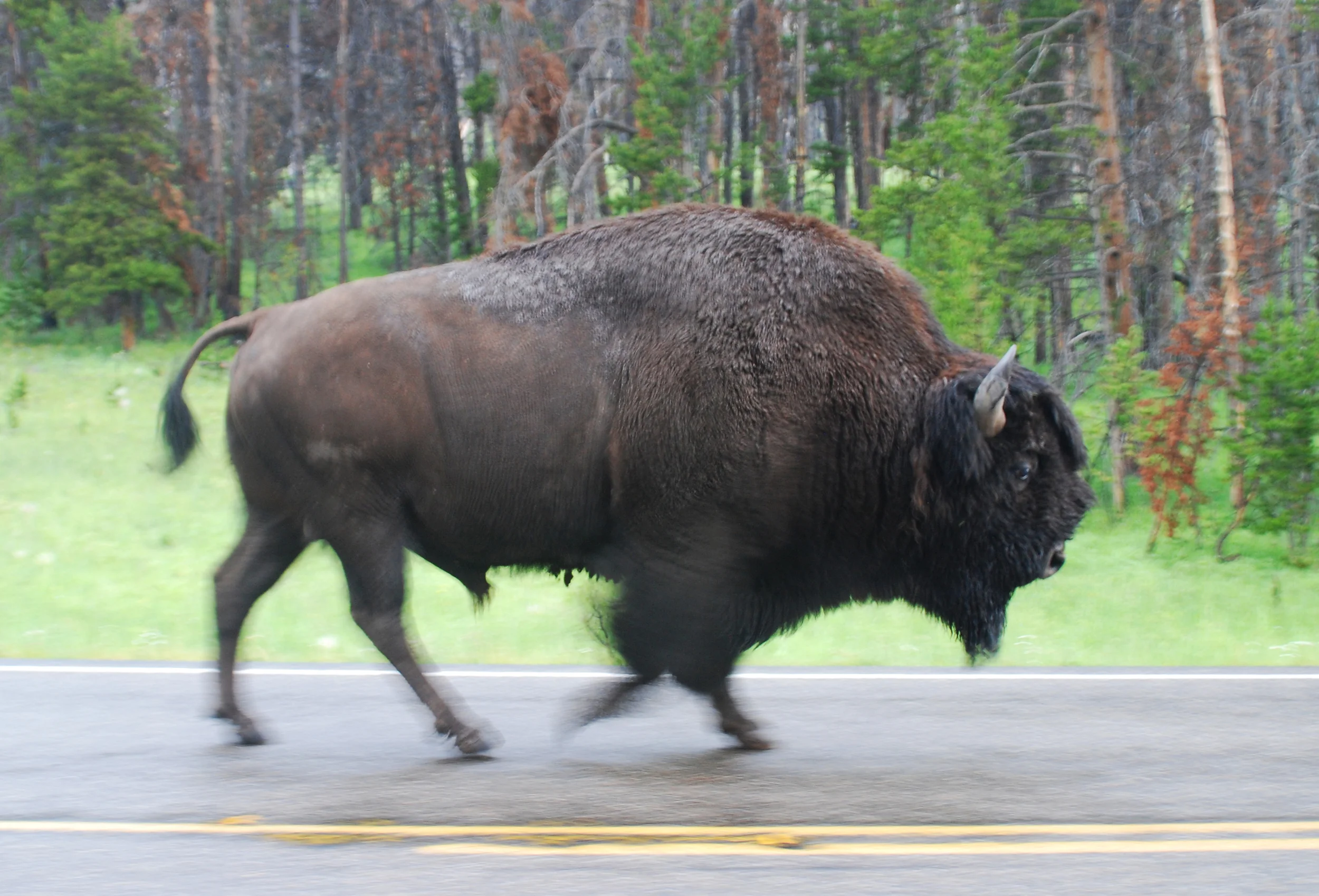 Yellowstone_2012.jpg