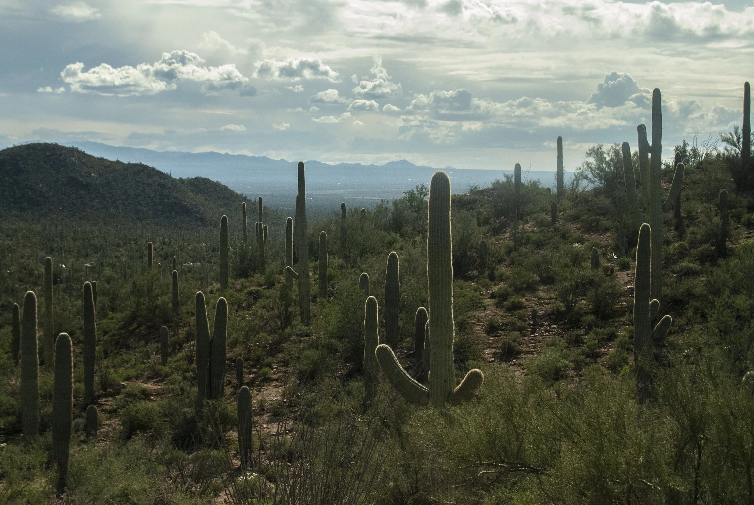 Saguaro