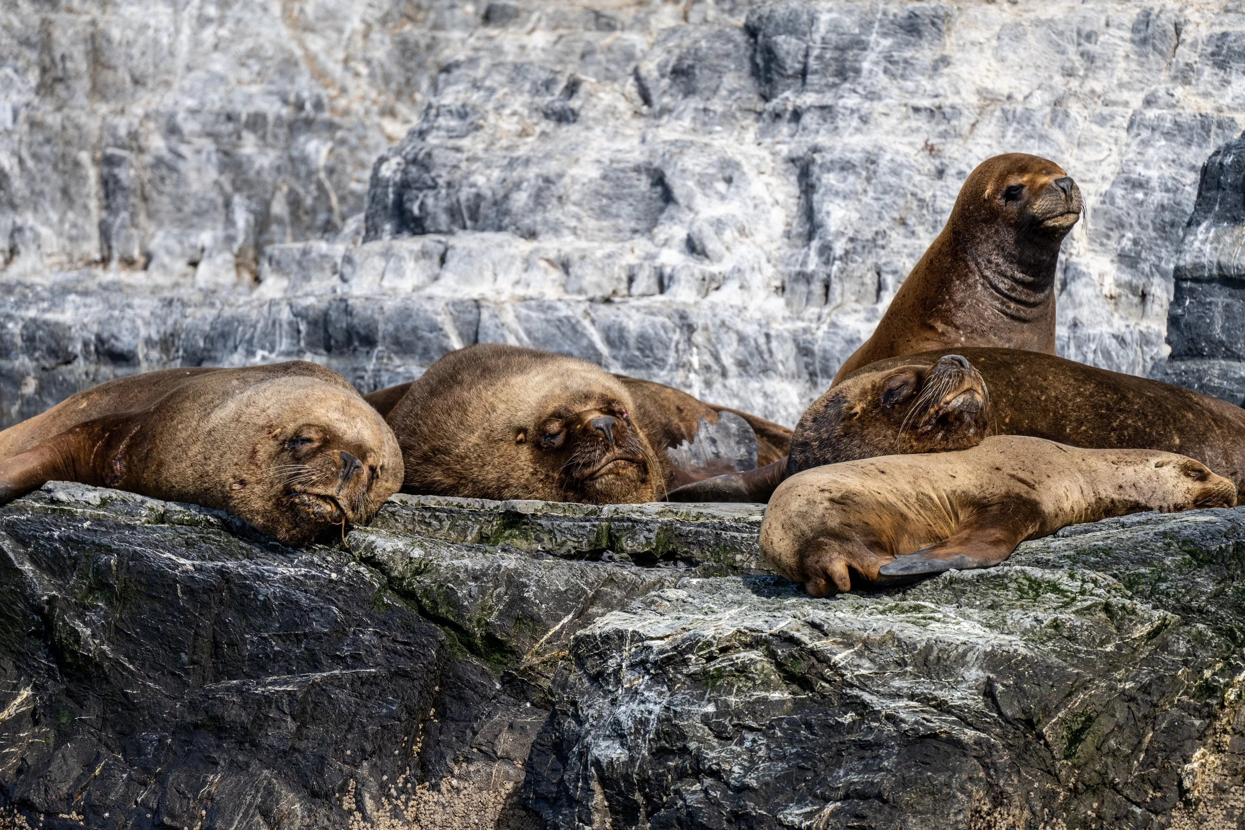 Beagle Channel