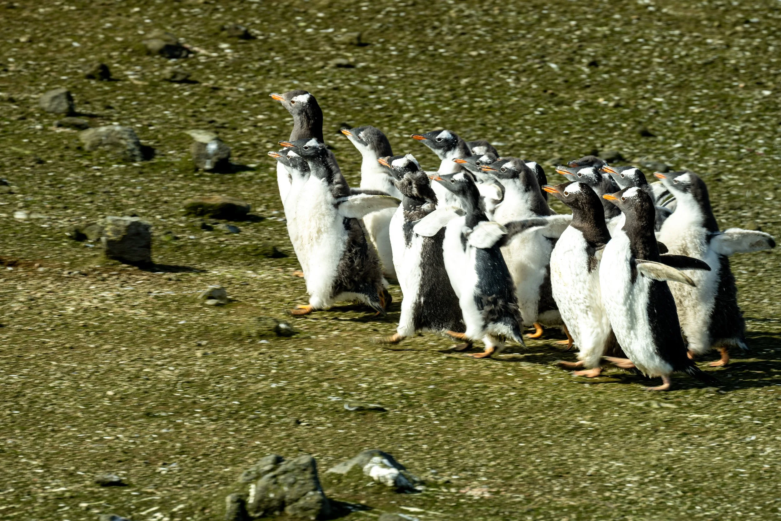 Barrientos Island