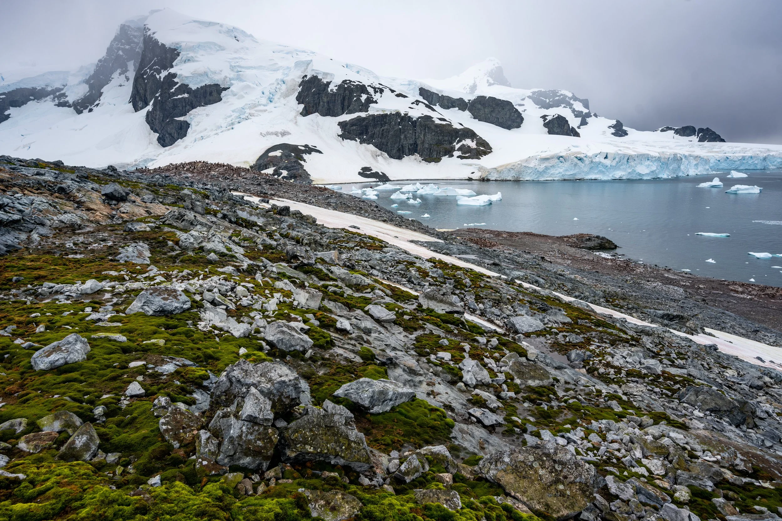 Cuverville Island