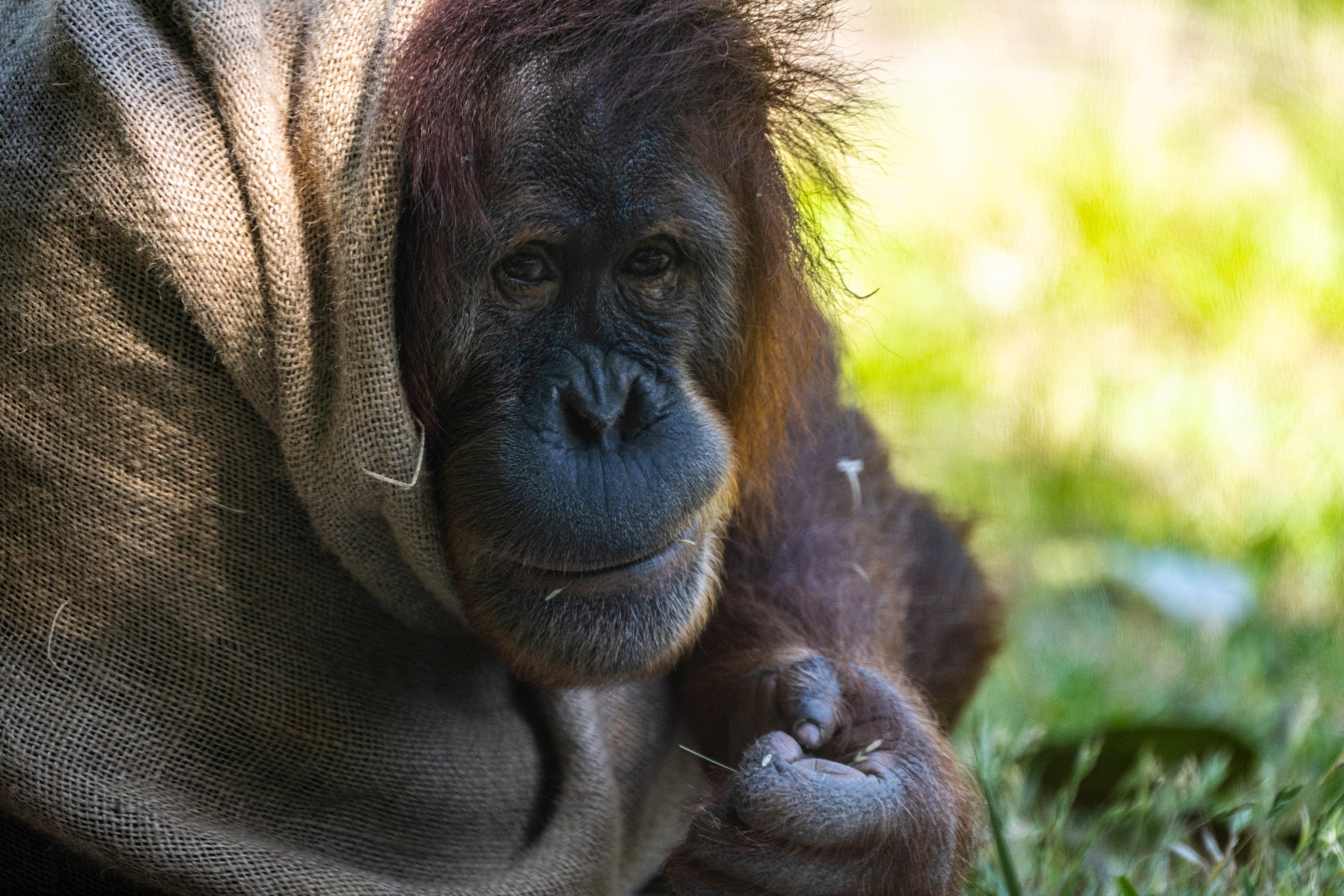 San Diego Zoo