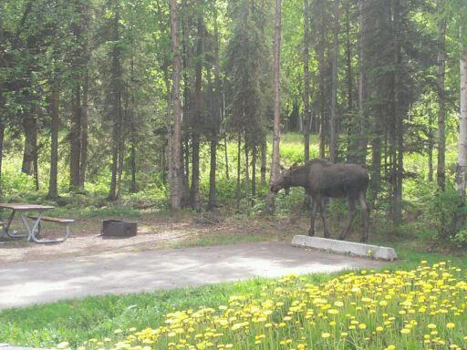 Eagle River Campgroud Moose.jpg