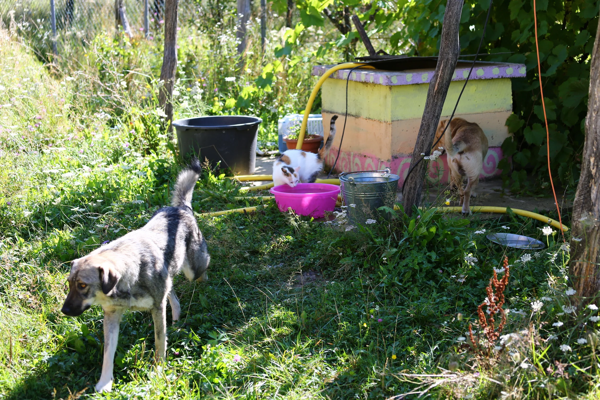 Two dogs and cat.jpg