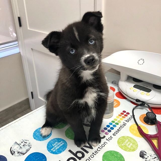 Meet Dexter, a 9-week-old Pomsky puppy 🥰. He has already mastered the sit command, and is currently working on &ldquo;stay&rdquo;. He was SO well behaved for his appointment! Good job Dexter 🌟❤️.