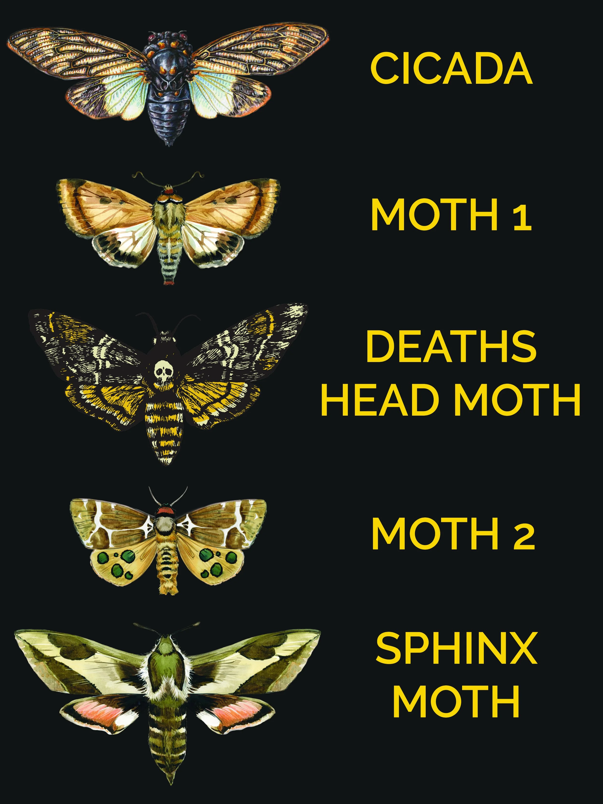 BUGSTYPES.jpg