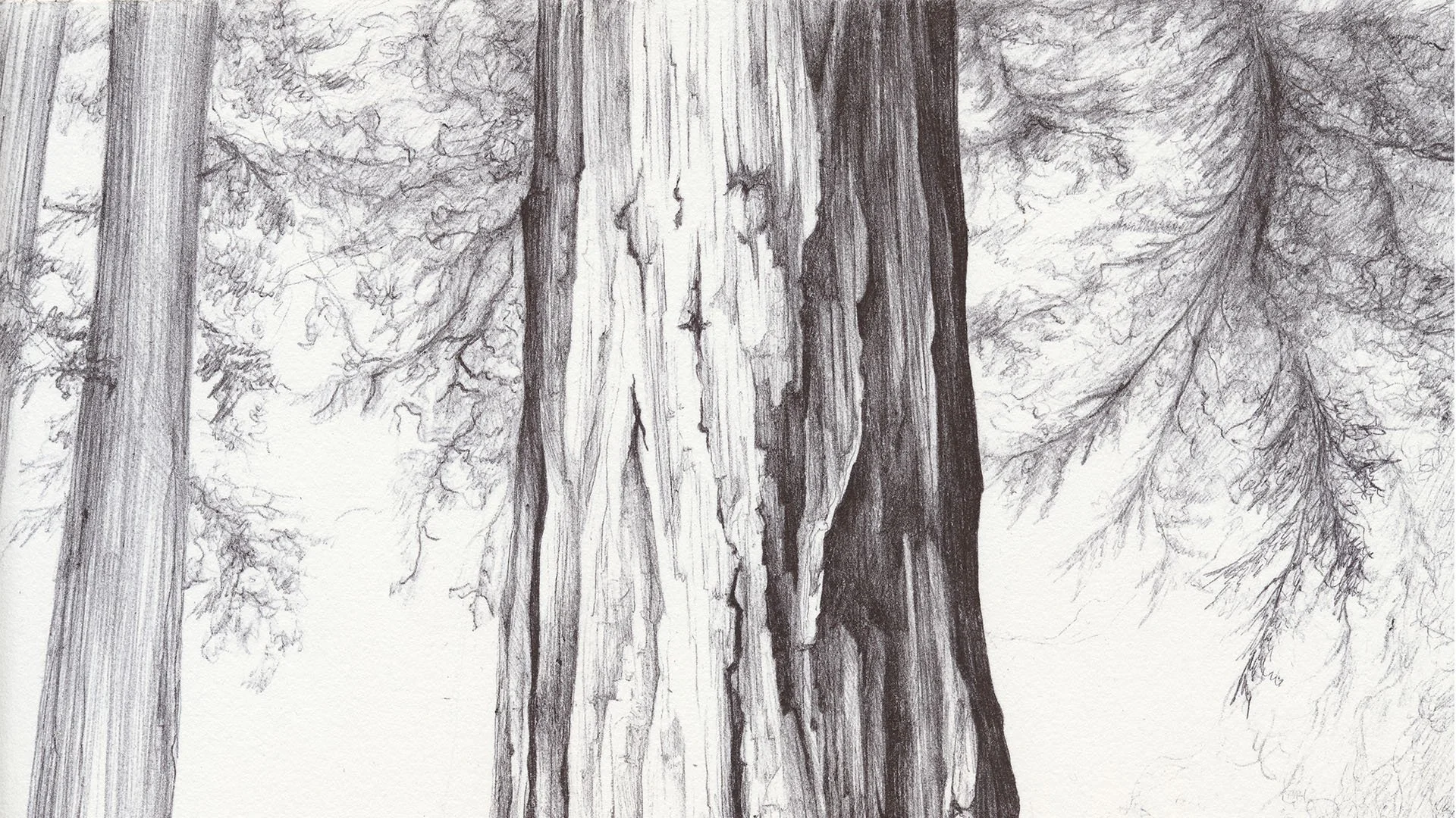 Redwood_home.jpg